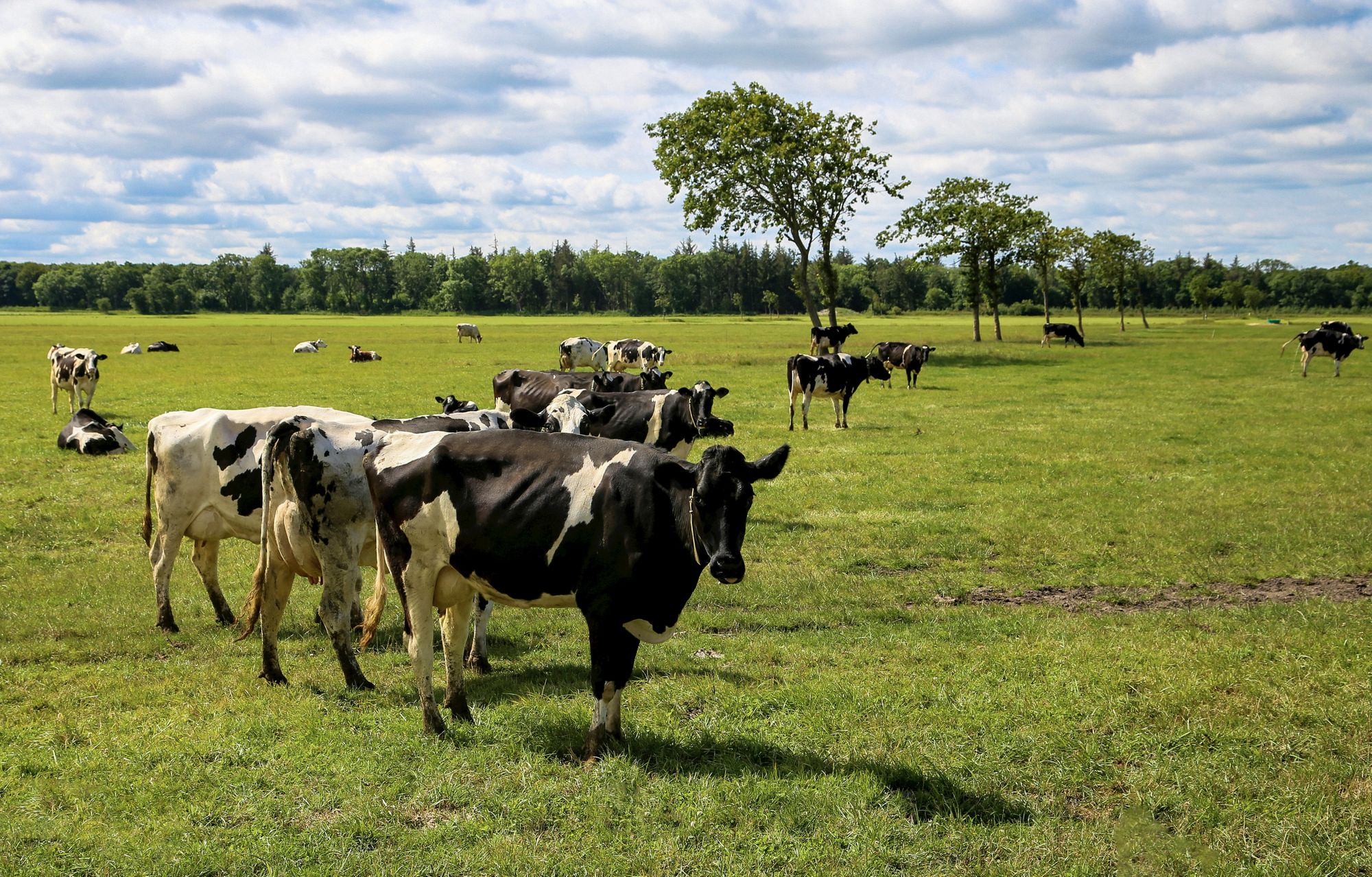 "농축산업 탄소세, 마트 말고 농장에 부과하자" 덴마크 정책 보고서 발표