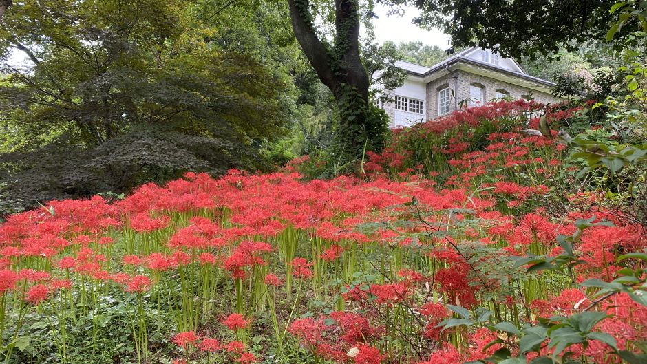 🌲 광주 기념물 제17호, 양림동 '호랑가시나무길'