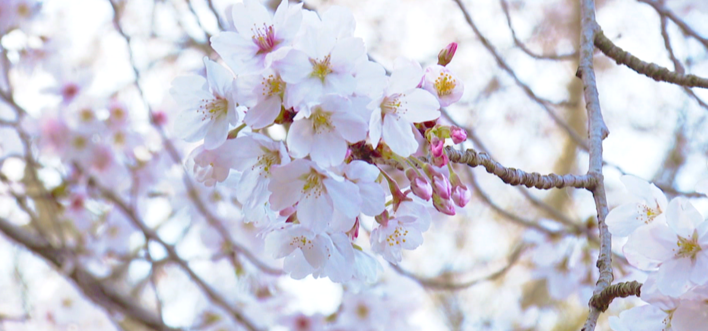 🌸 '봄꽃 지도'로 보는 광주 도심 속 벚꽃 명소, 우리 같이 즐겨요!