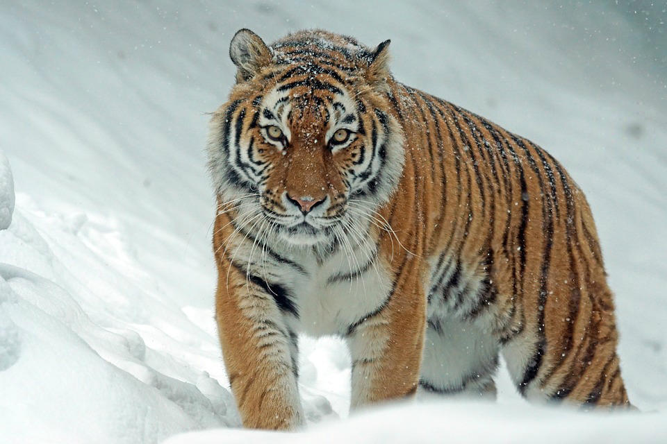 Cultural Relic or Comeback Cat? In Search of the Korean Tiger