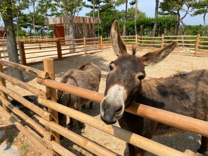 🐎🐏동물농장에서 피크닉어때요? 동양최대의 백련서식지인 회산백련지