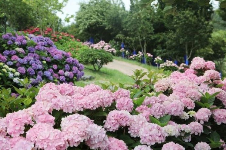 🏵️🏵️'여름 꽃 여왕 100만 송이' 향연..신안 도초도 수국축제에 오세요