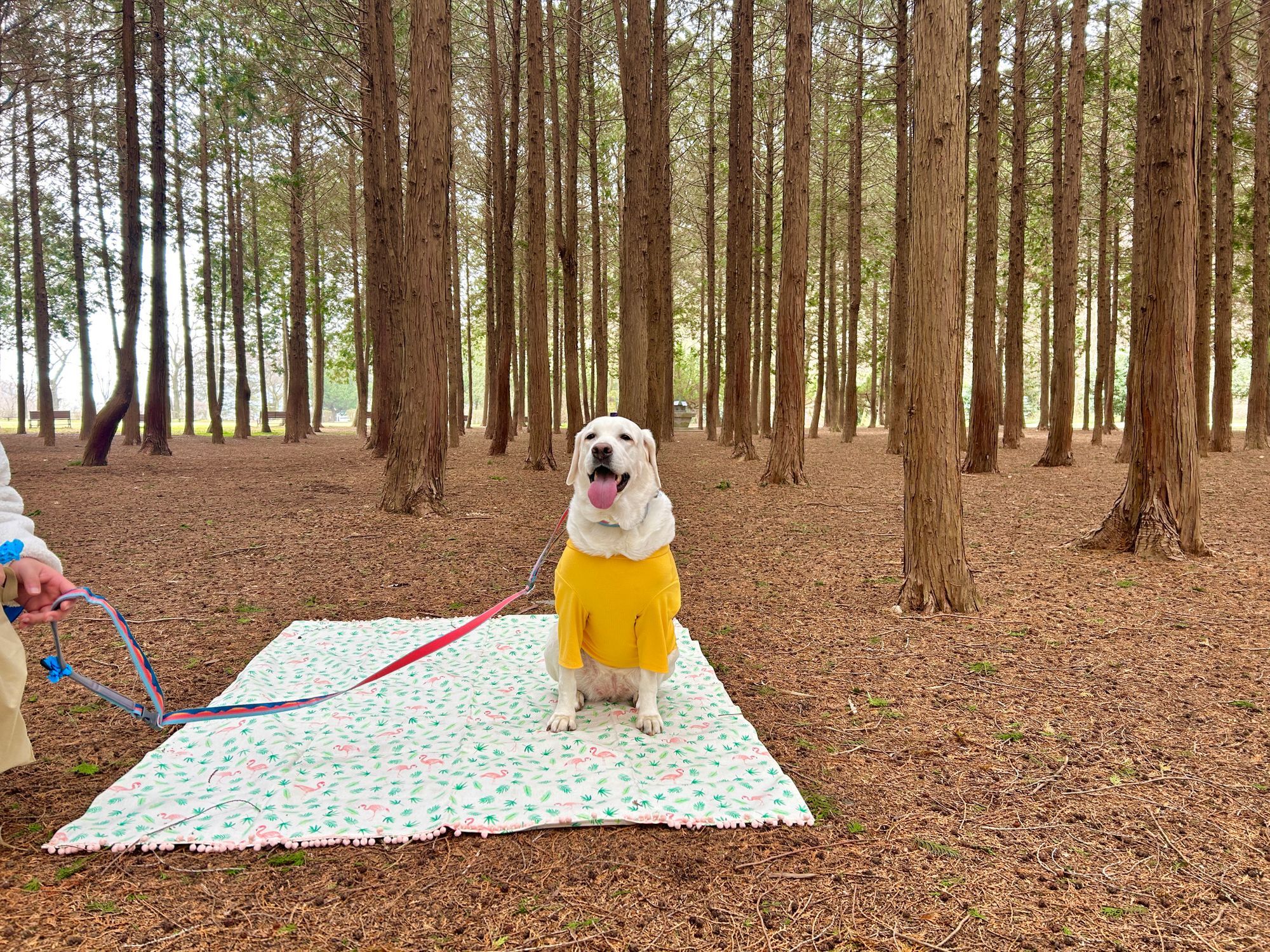 무안 달산수원지 피크닉공원에서 반려동물과 함께!🐶