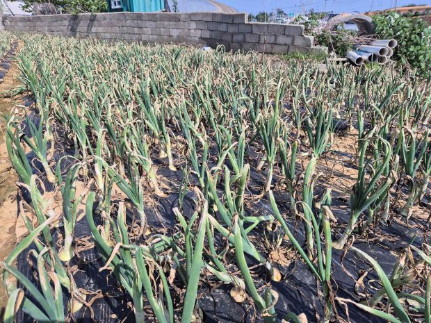 👩‍🌾👩‍🌾이상기후 피해 농가 재해보험금 298억 원 지급..🧄마늘 🧅양파 재배 농가