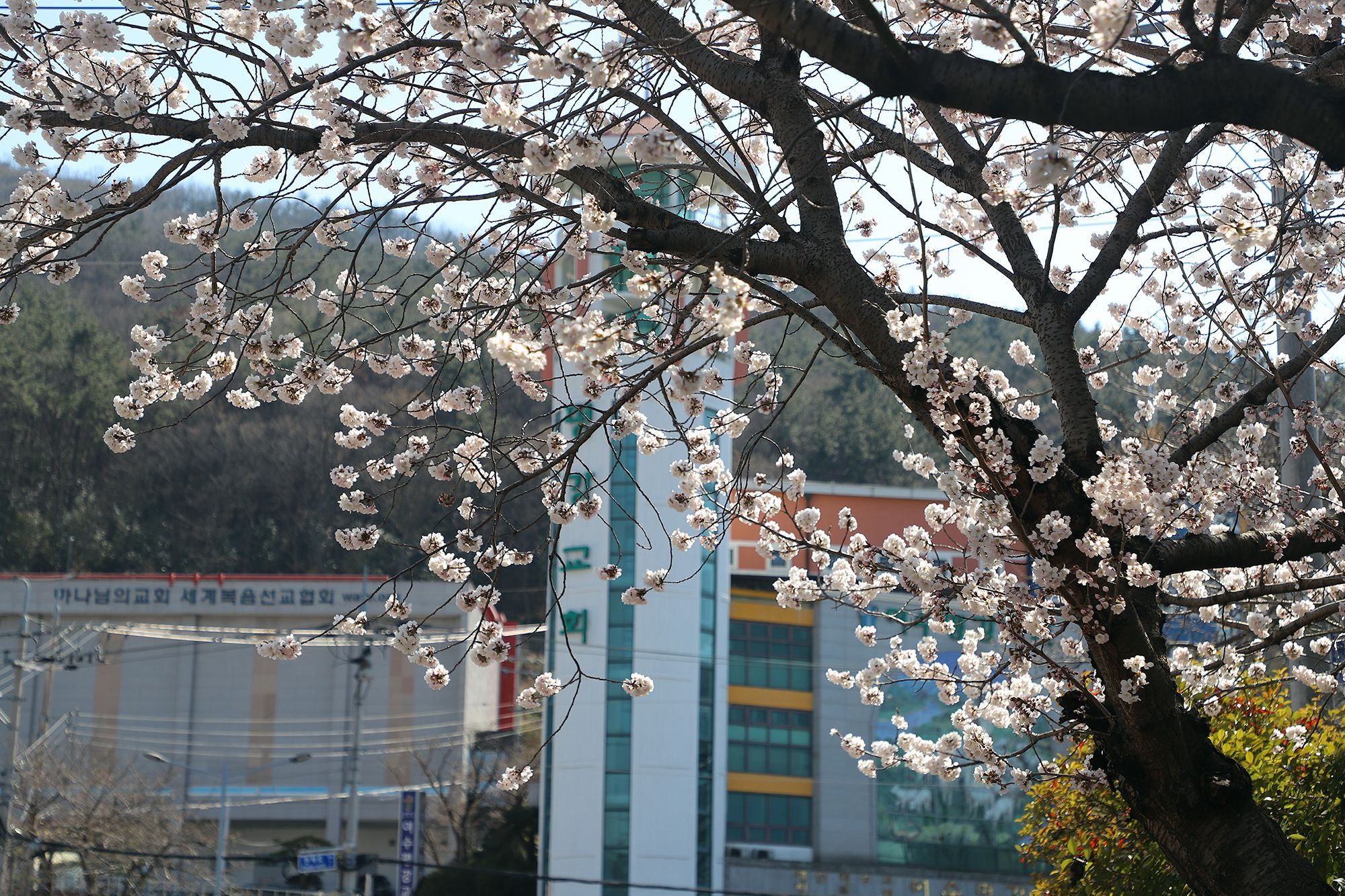 여수에서 가장 빨리 꽃을 피우는 벚나무를 아세요🌸