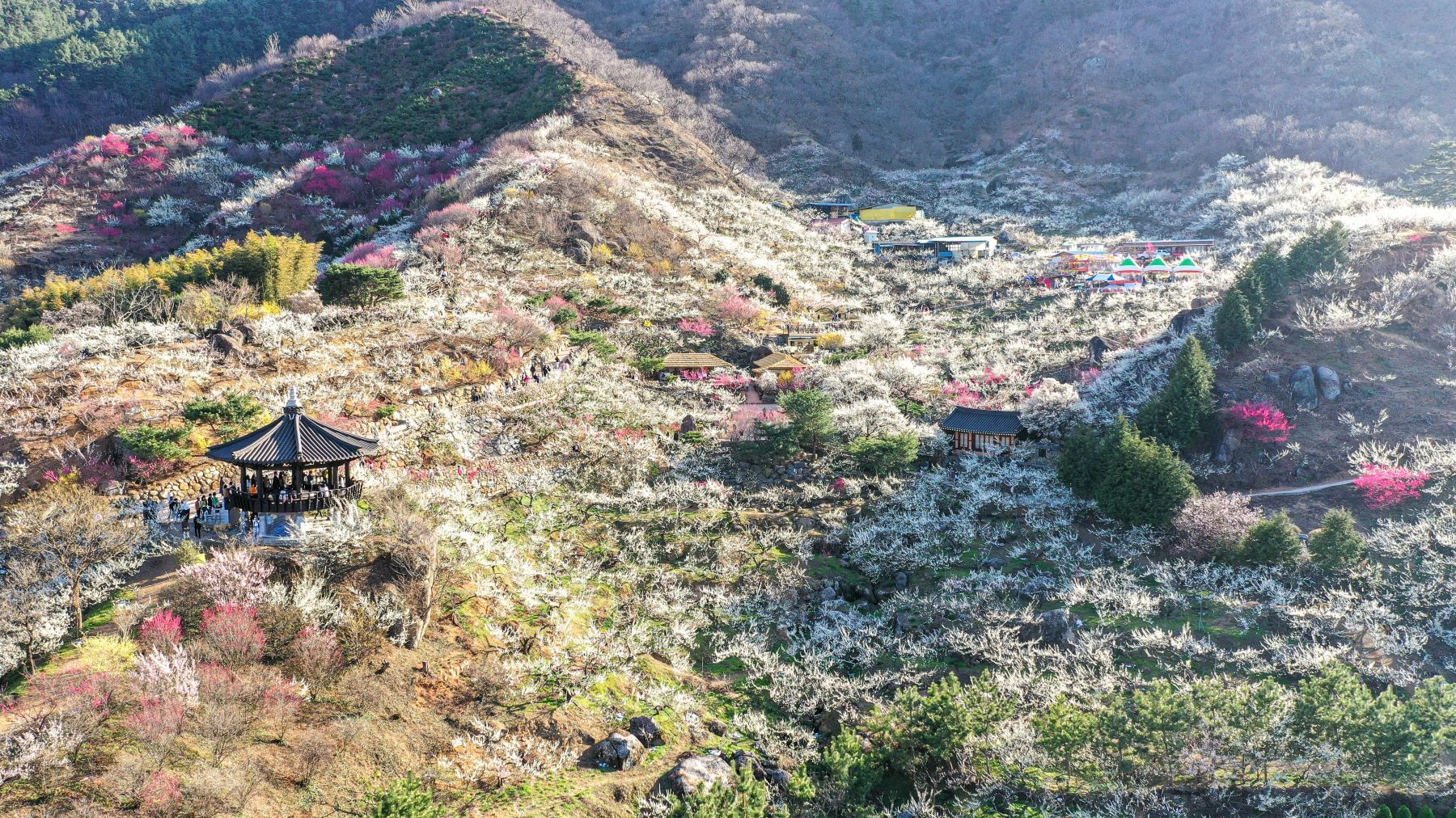 광양매화축제, 놓치면 후회할 만한 이벤트가 왔어요 🌸