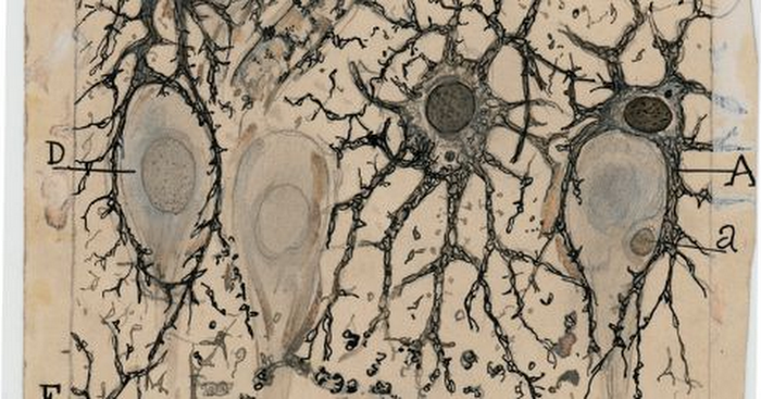 The Beautiful Brain: The Drawings of Santiago Ramón y Cajal