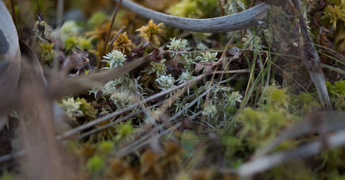 From the Bog From the Bog