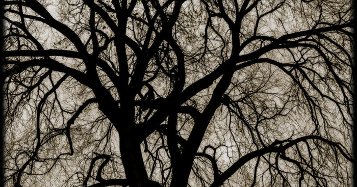 Bare Trees | Jack Mader