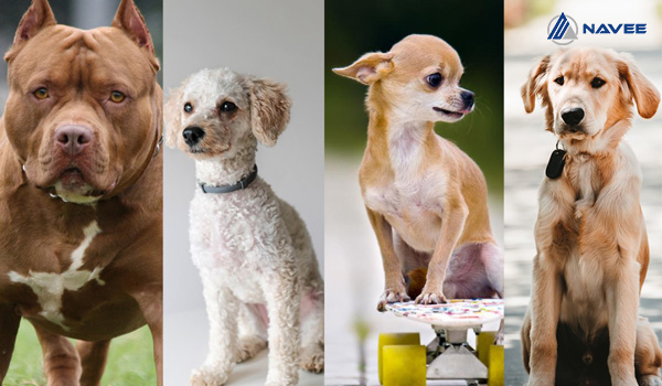 sales dog của Blair Singer lấy hình ảnh những chú cún để thể hiện sự khác biệt giữa các kỹ năng bán hàng