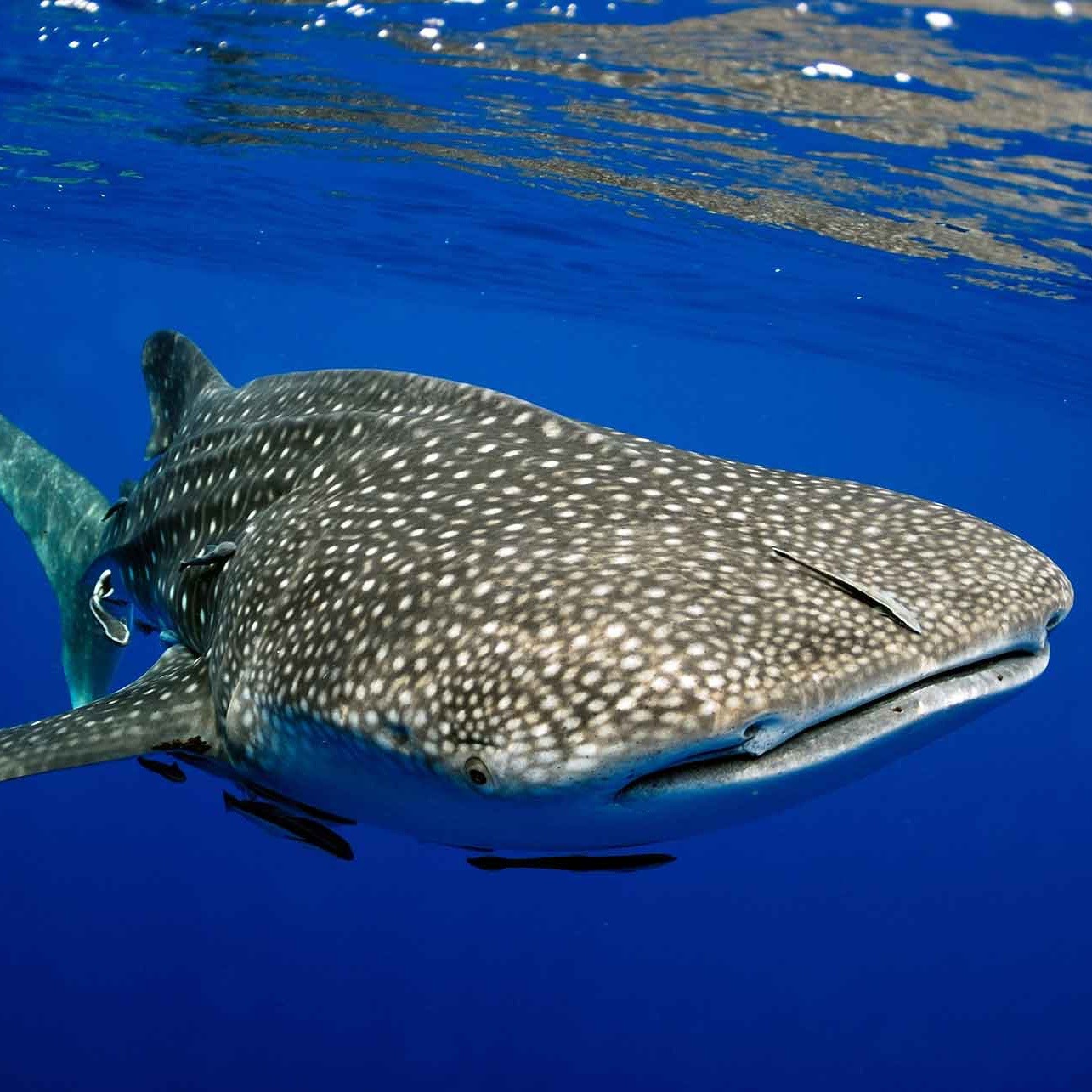 Tiburón Ballena