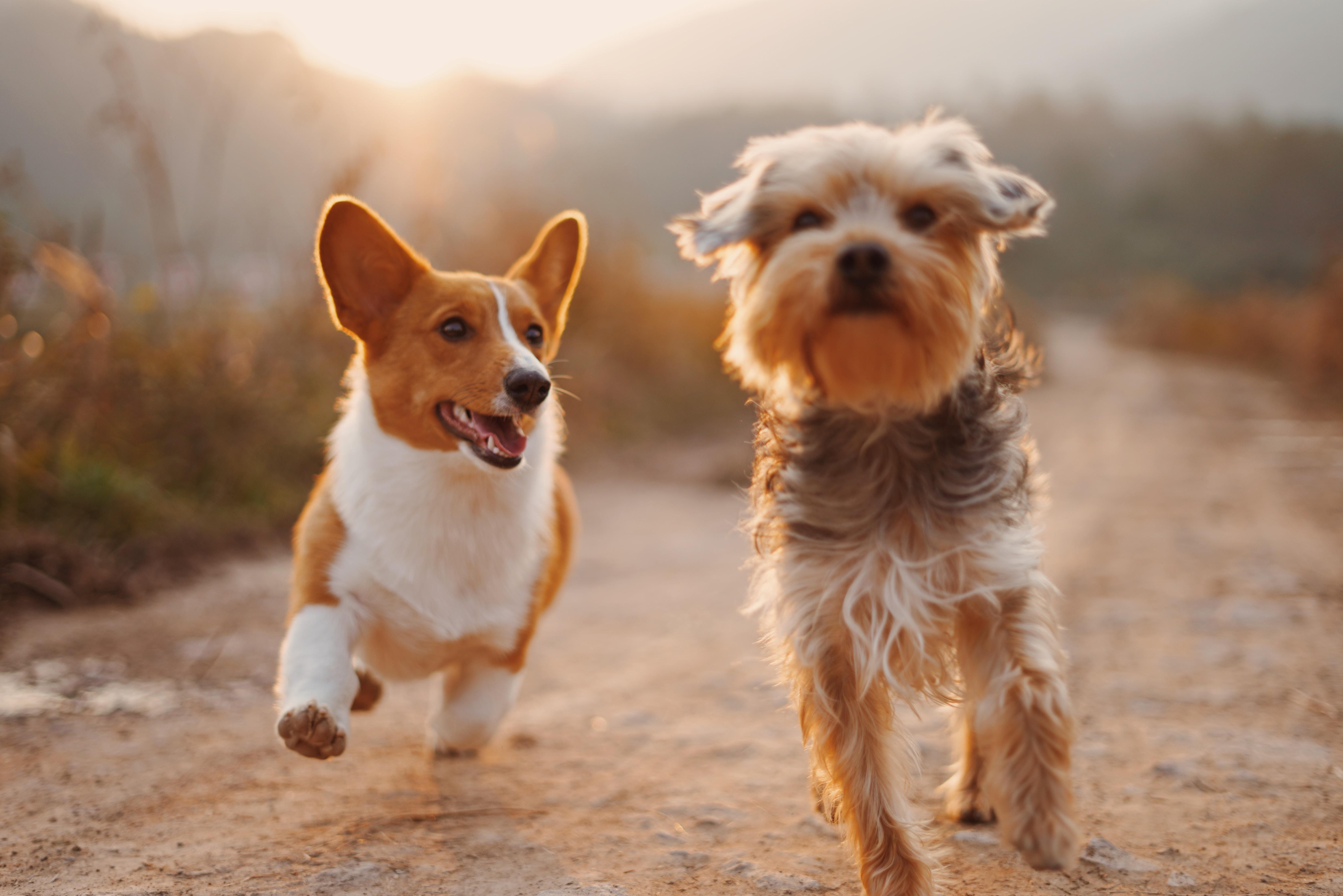 Calcolare l'età dei cani in anni umani logo