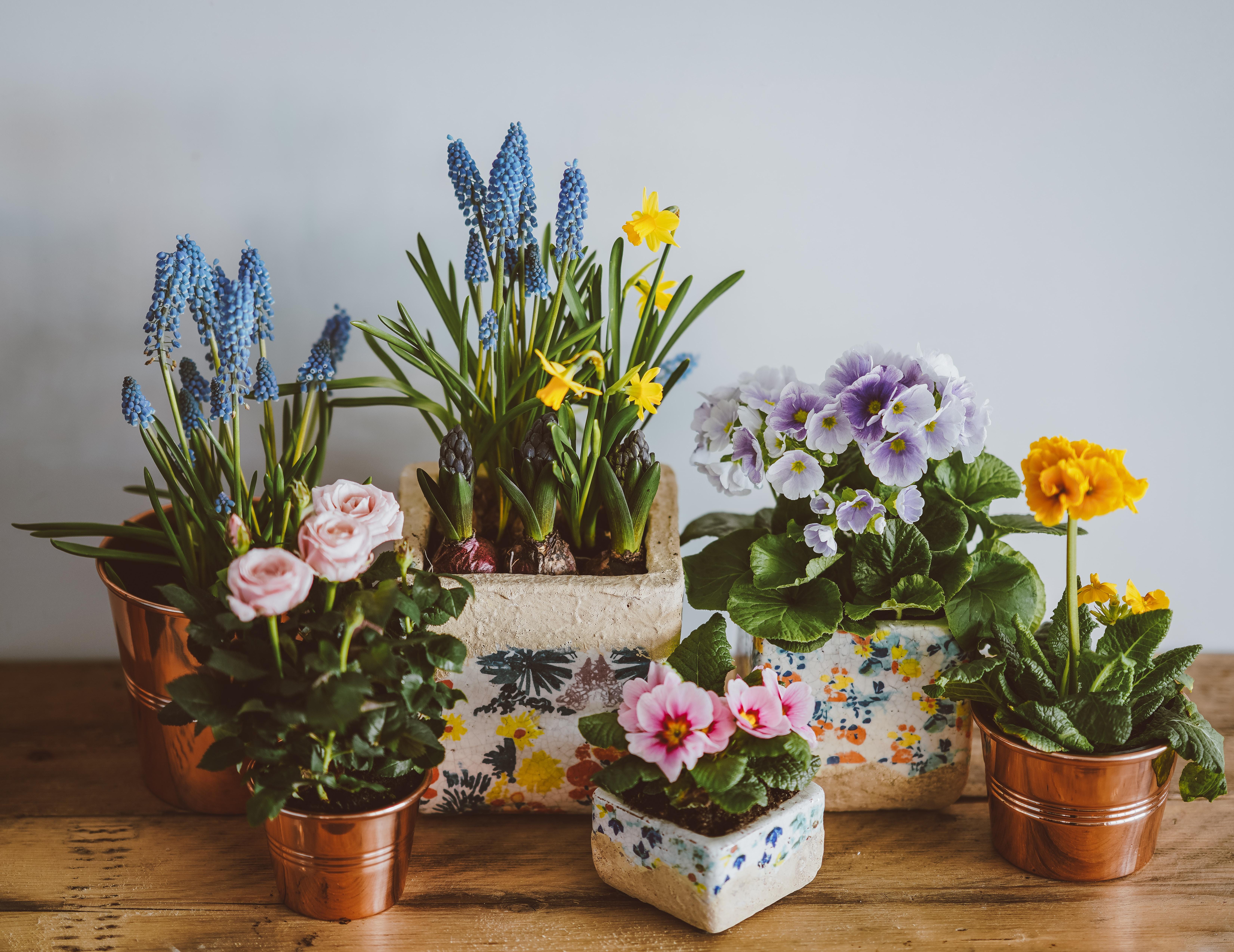 Come prendersi cura dei fiori in vaso logo