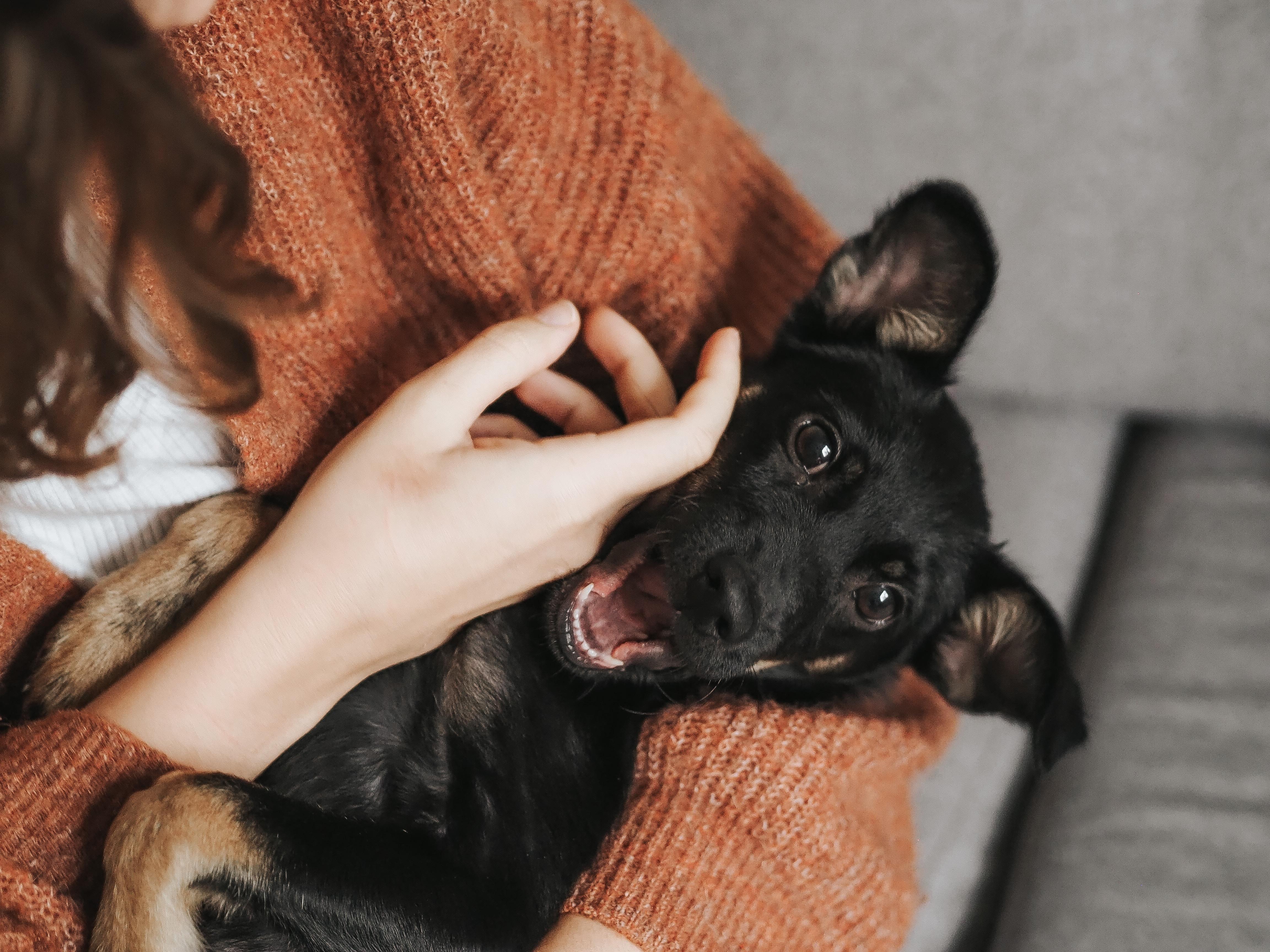 Il cane è il migliore amico dell'uomo? Ecco perché logo