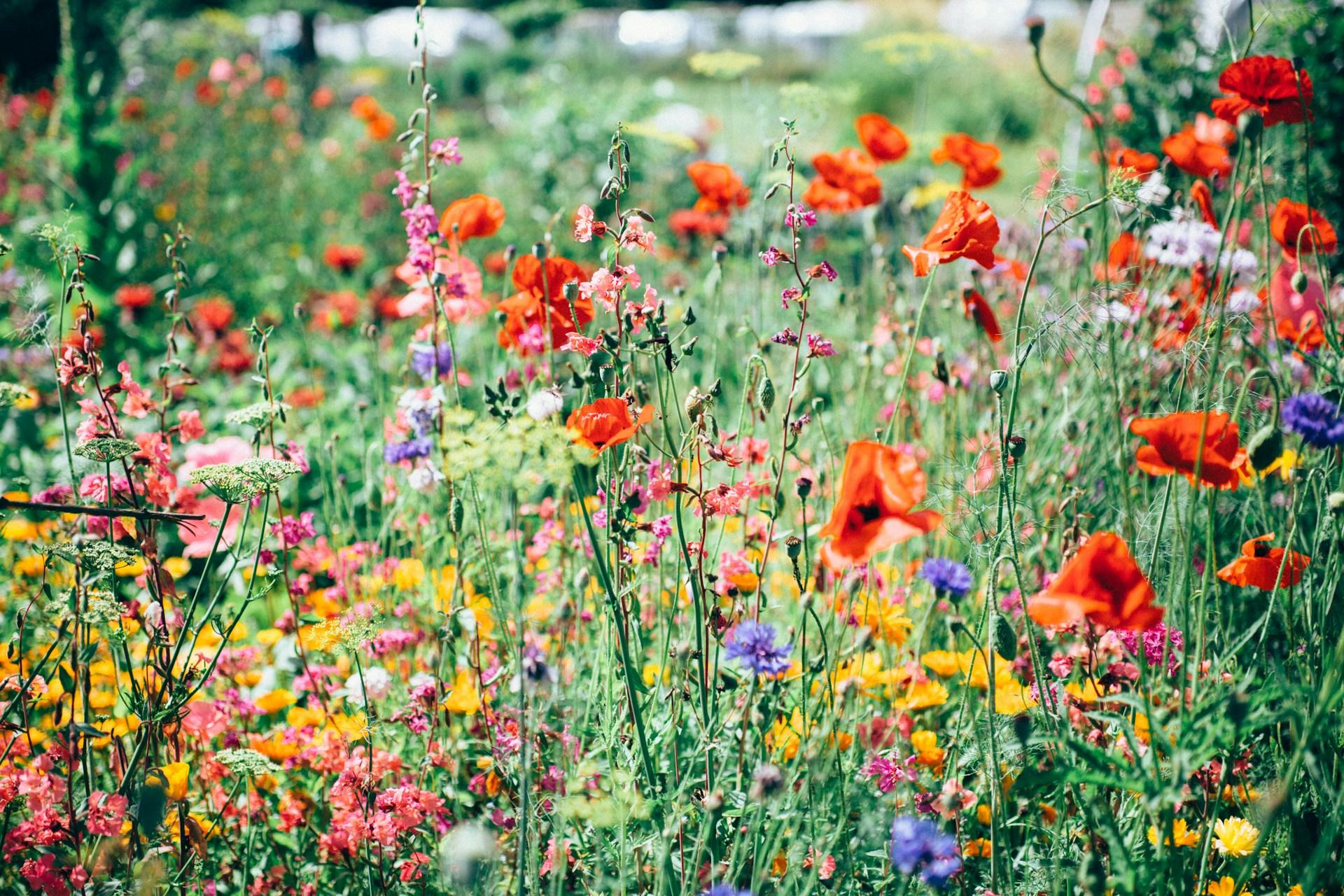 Come creare un giardino floreale con fiori personalizzati logo