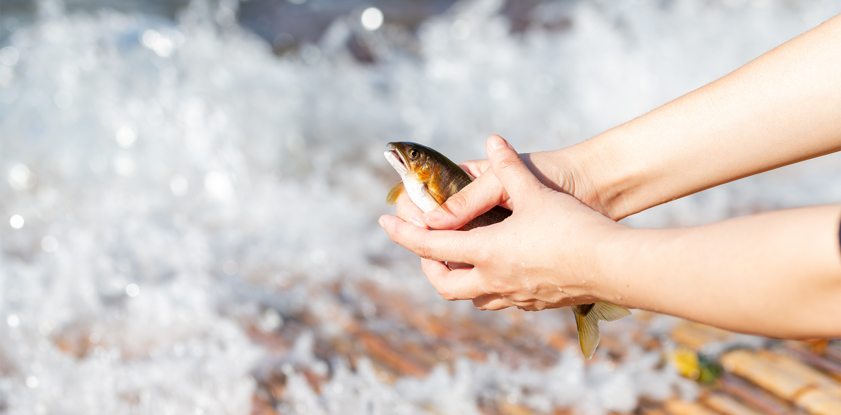 Culture of Yana Fishery and Ayu cuisine