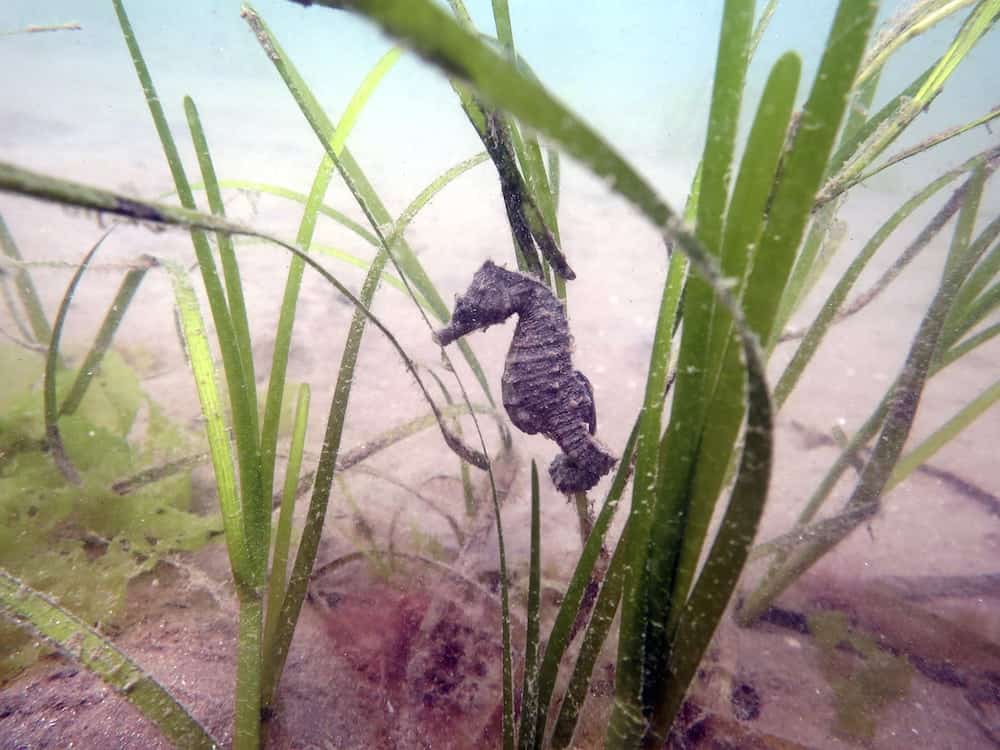 Extremely rare seahorse discovered off coast of Devon