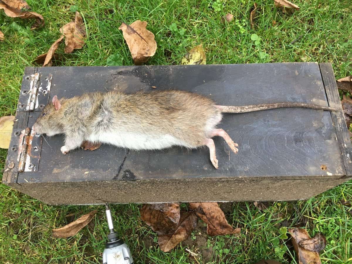 Horrified pest control expert claims he has killed Britain's biggest