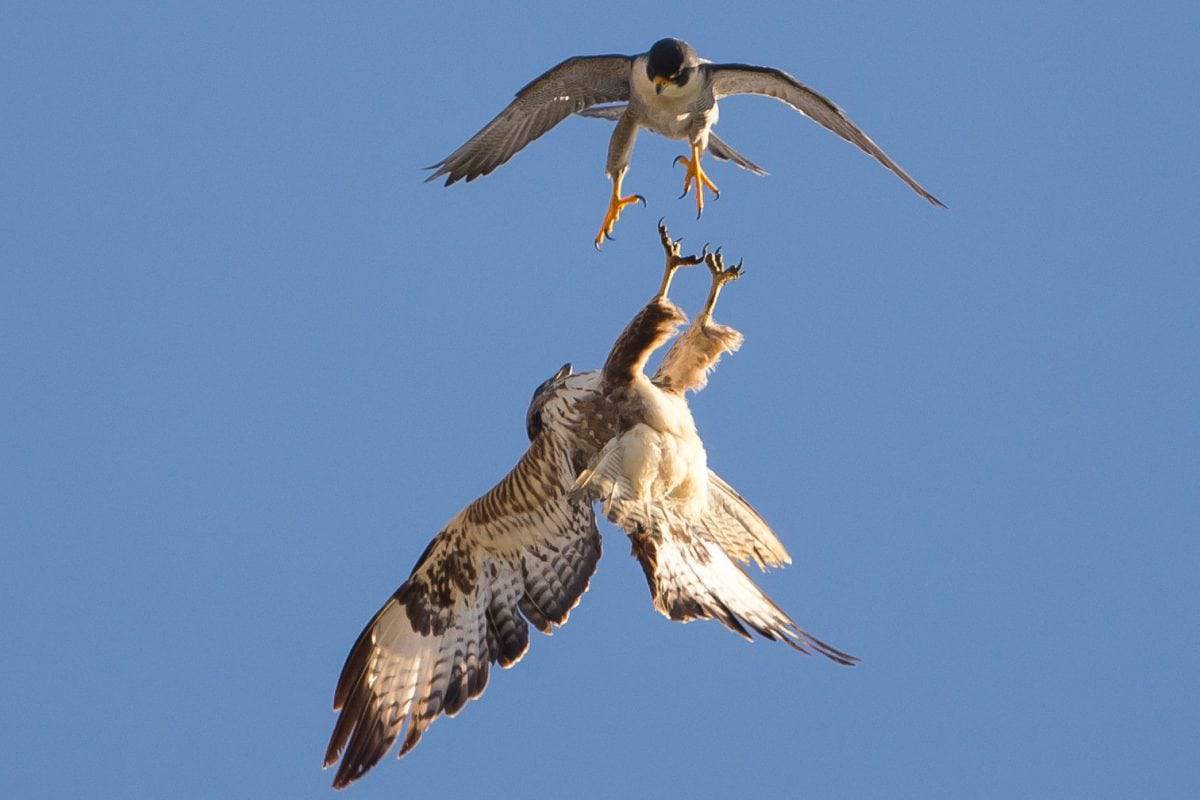 Peregrine Falcons Missile Like Dive Could Help Design