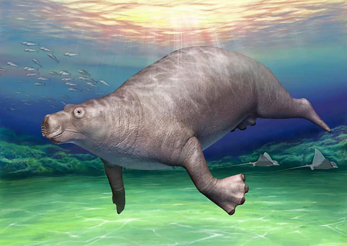 A 'prehistoric hippo' roamed seas off the coast of Japan 16 million