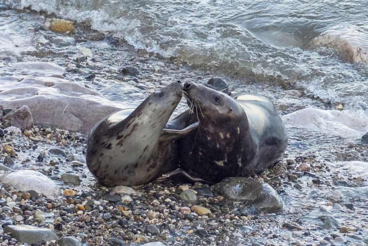 Gorgeous pics show two mating seals frolicking in the surf before kissing