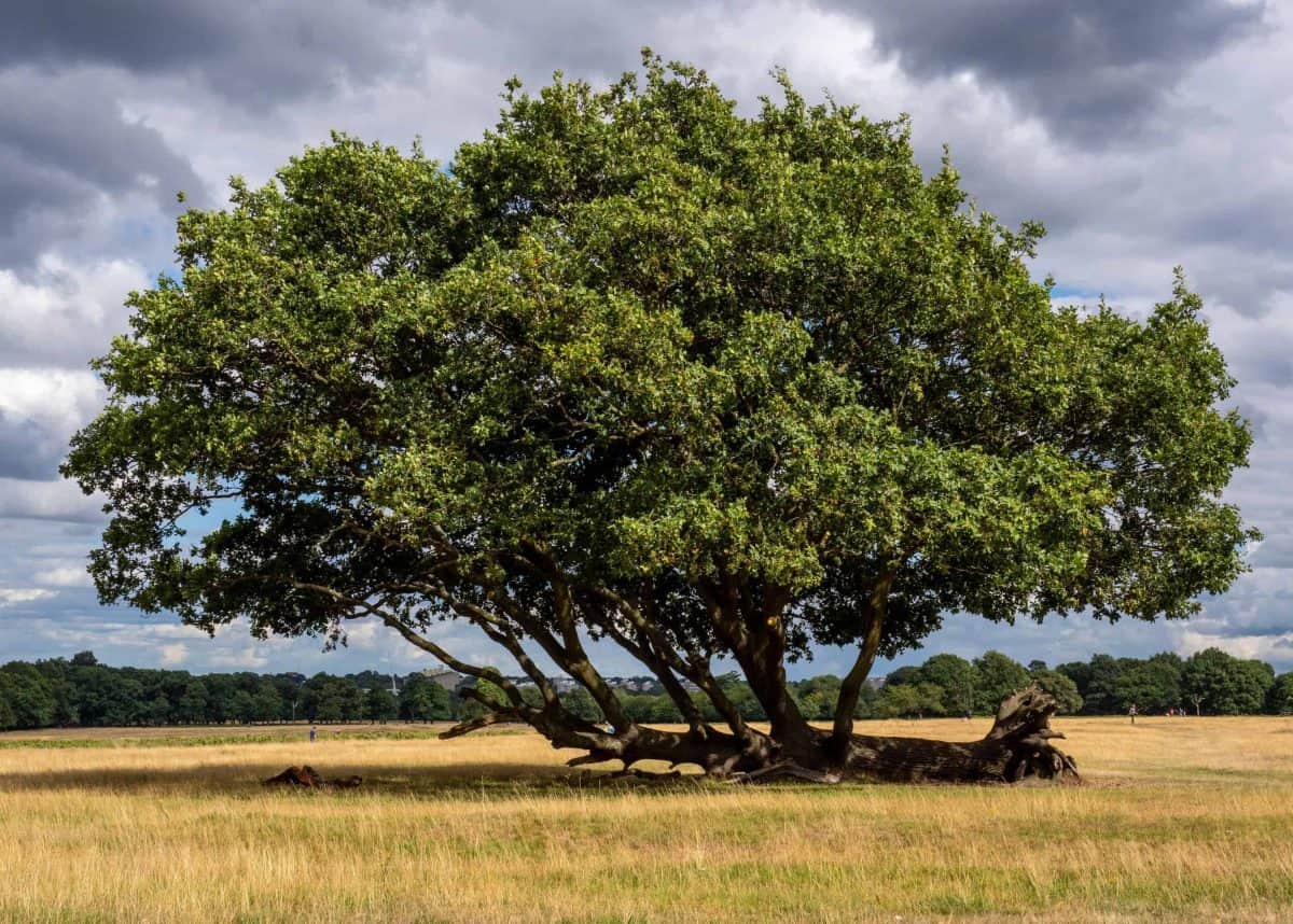 Tree of the year shortlist revealed for public to vote on