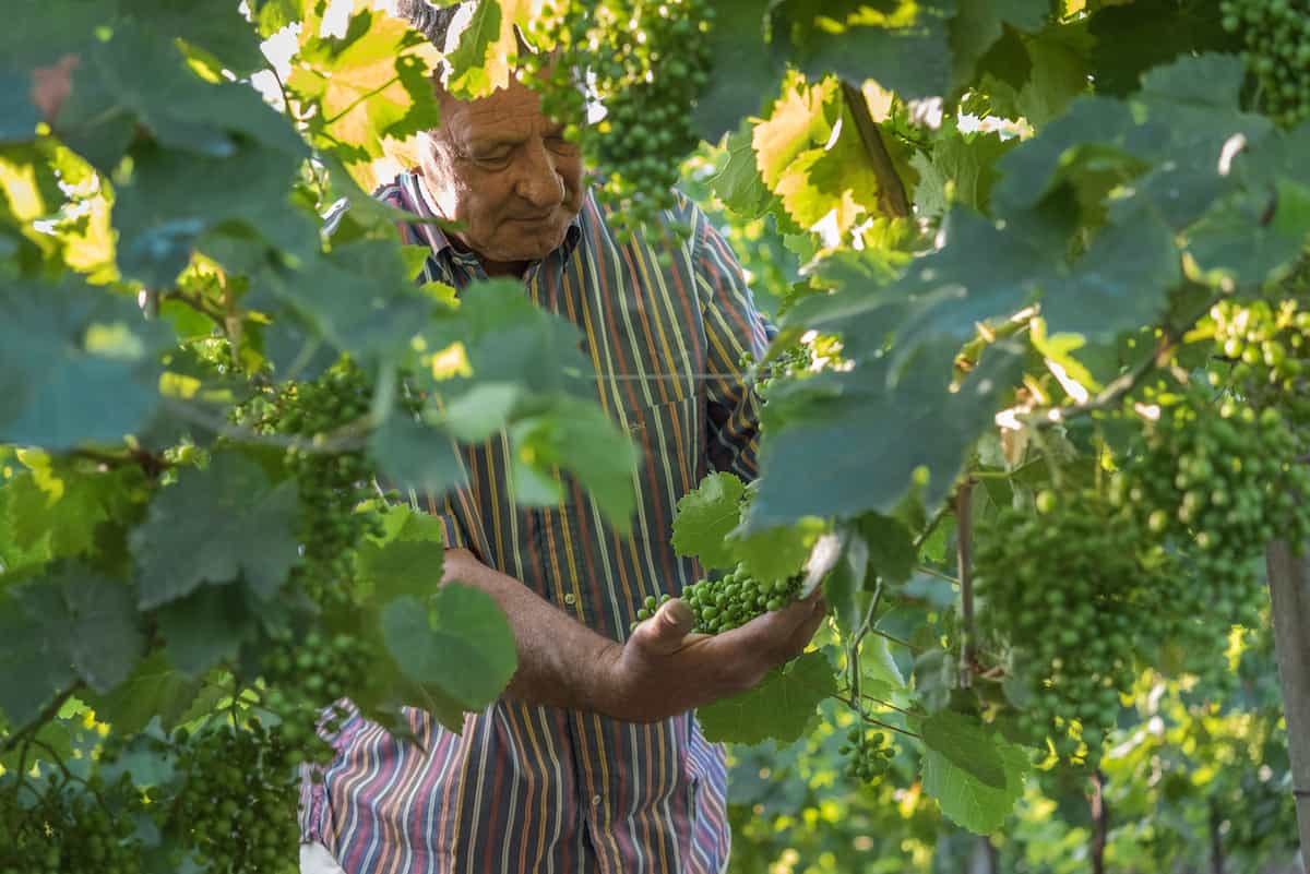 La Jara Prosecco vines Veneto