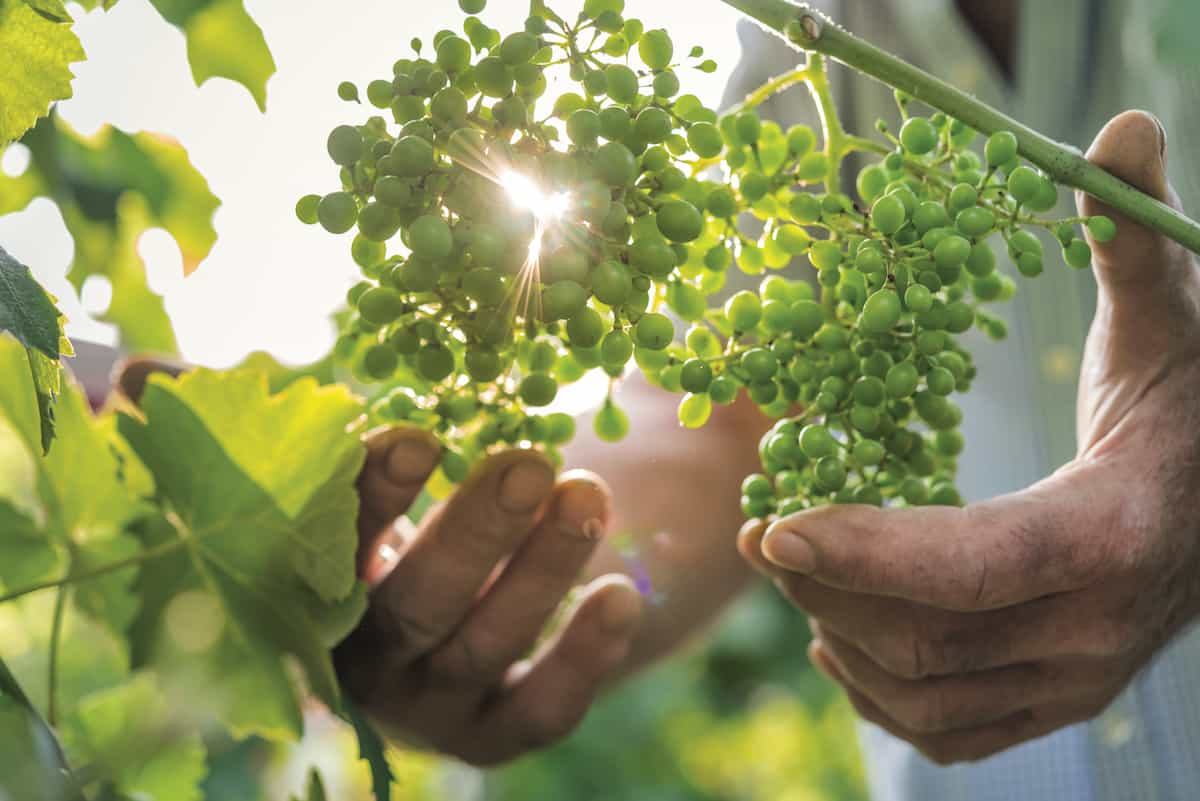 La Jara Copia di GRAPES Veneto