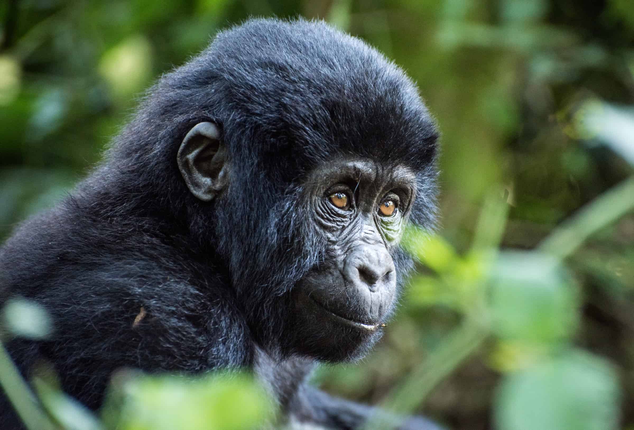 Global mountain gorilla population rises to 1,063