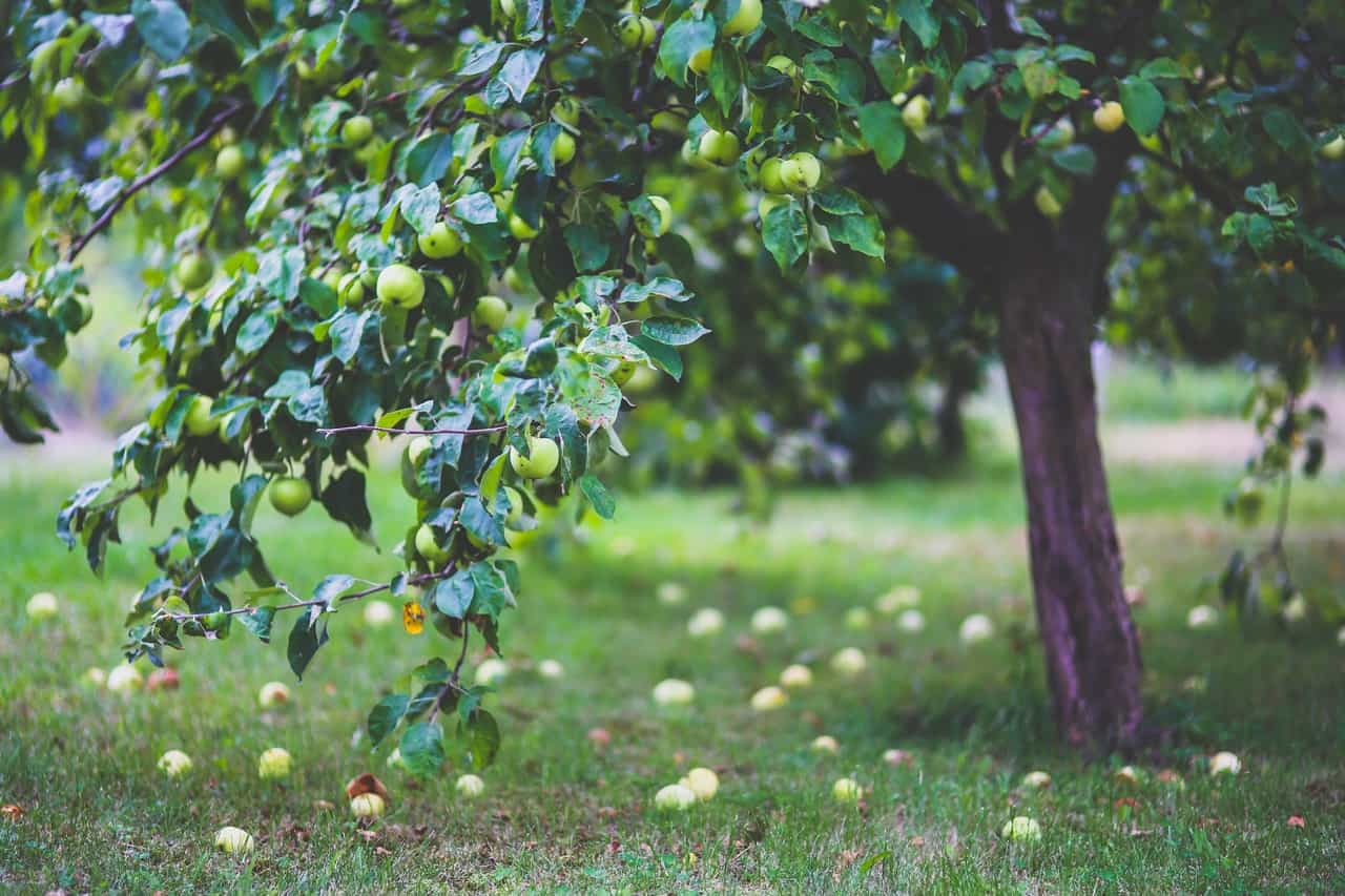 apple pressing service