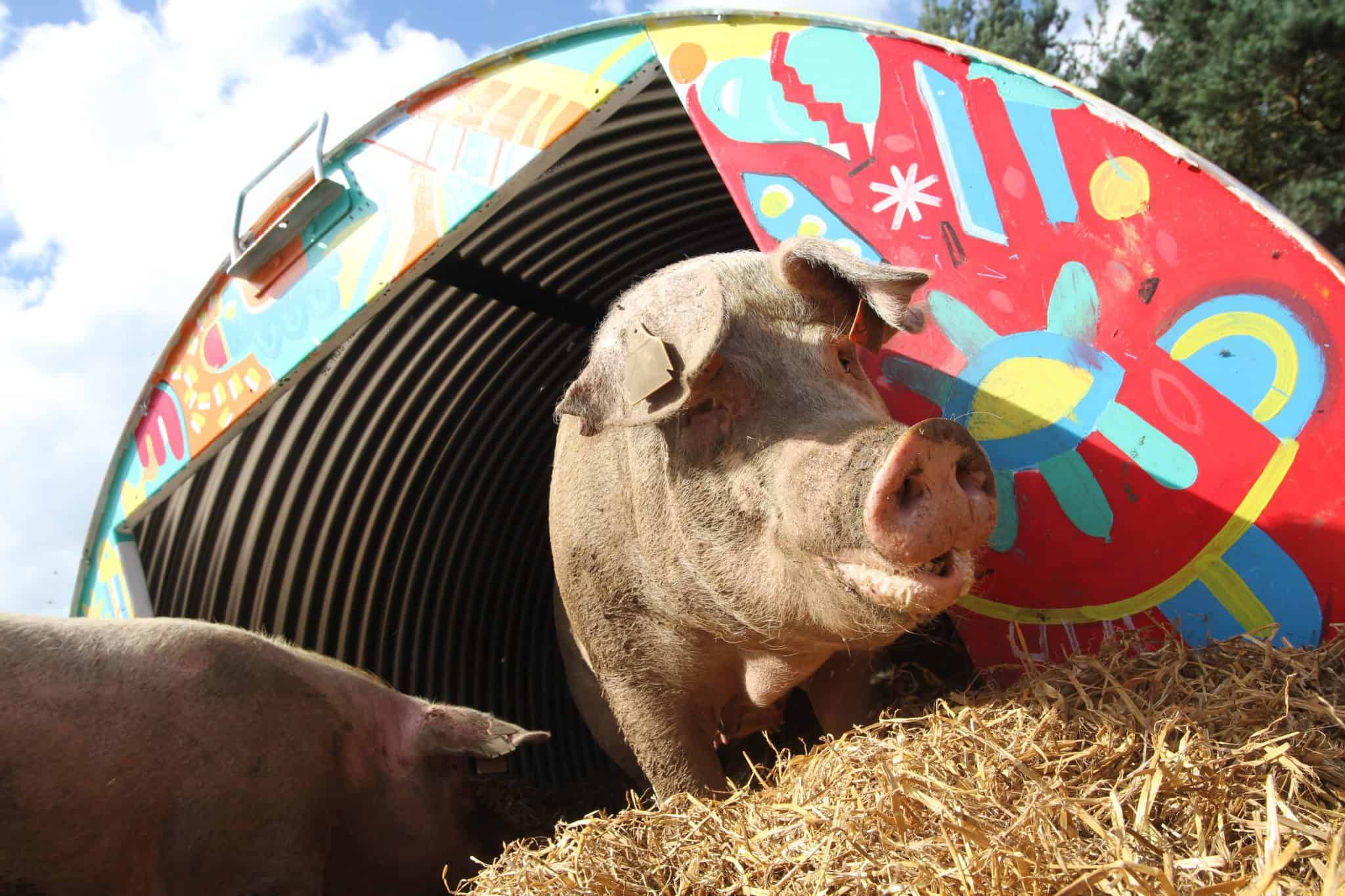 Regenuary Regenerative Farming Dingley Dell Pigs