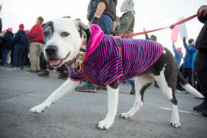 Reno Women's March