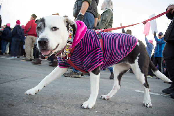 Las Vegas increases cap on pets allowed in a single household