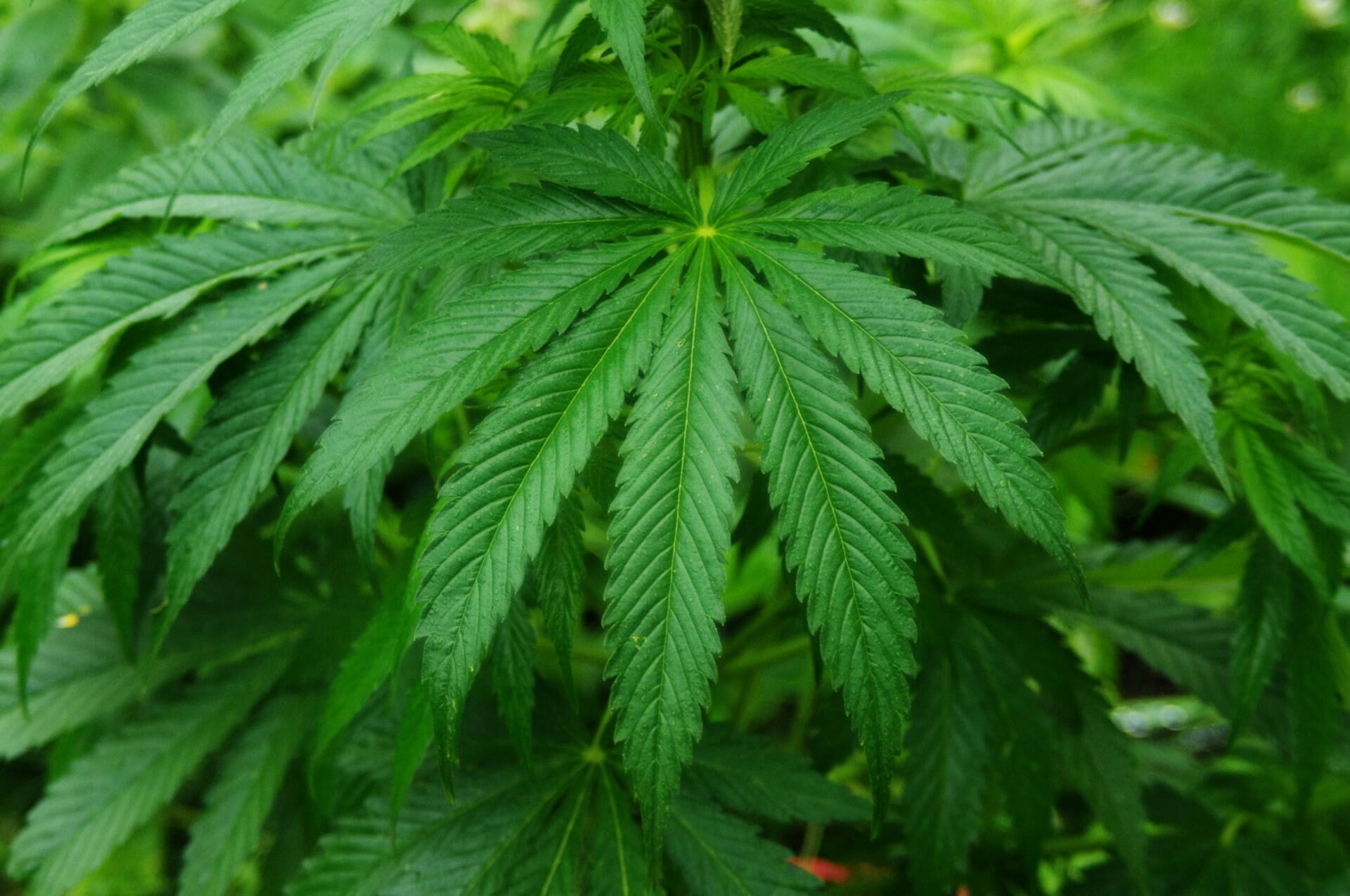 A photo of a cannabis sativa plant