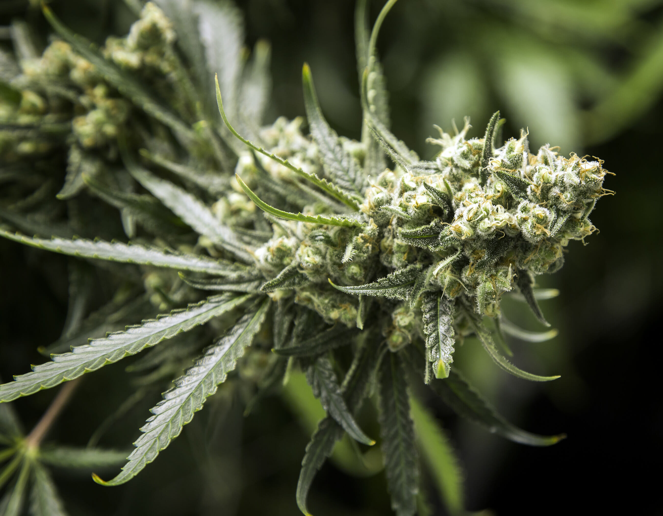 Cannabis plant ready for harvest