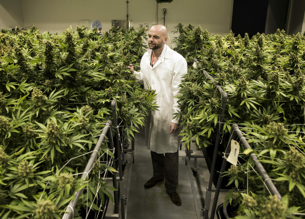 The Indy Explains How one Las Vegas dispensary produces its own marijuana The Nevada Independent