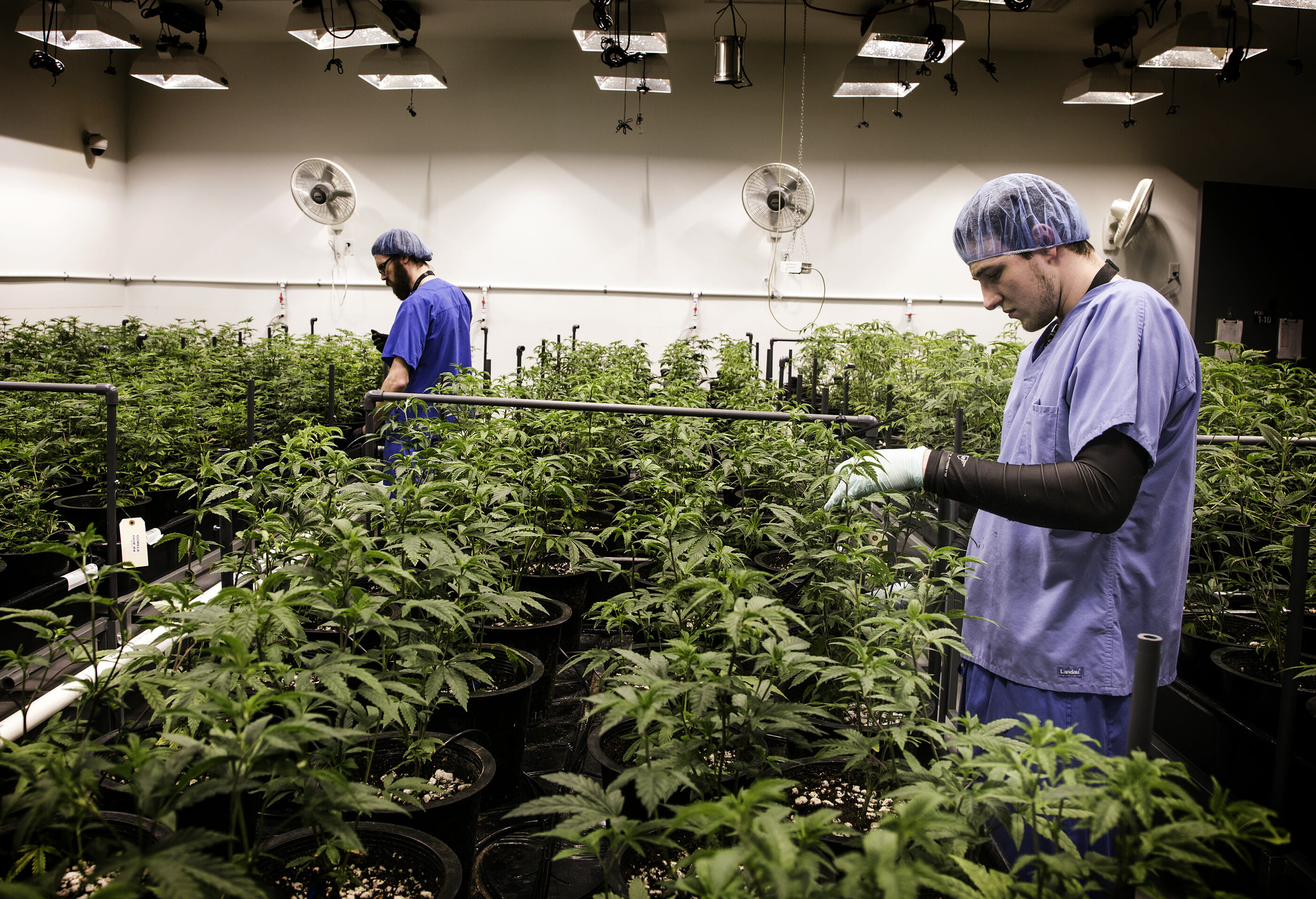 Two employees working on an irrigation system amid rows of cannabis