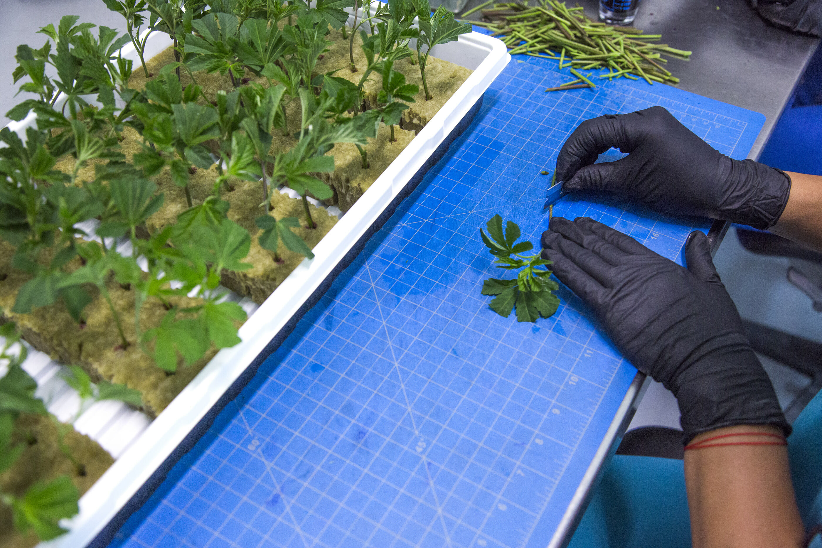 An employee prepares cannabis for planting in the propagation room at Reef Dispensaries