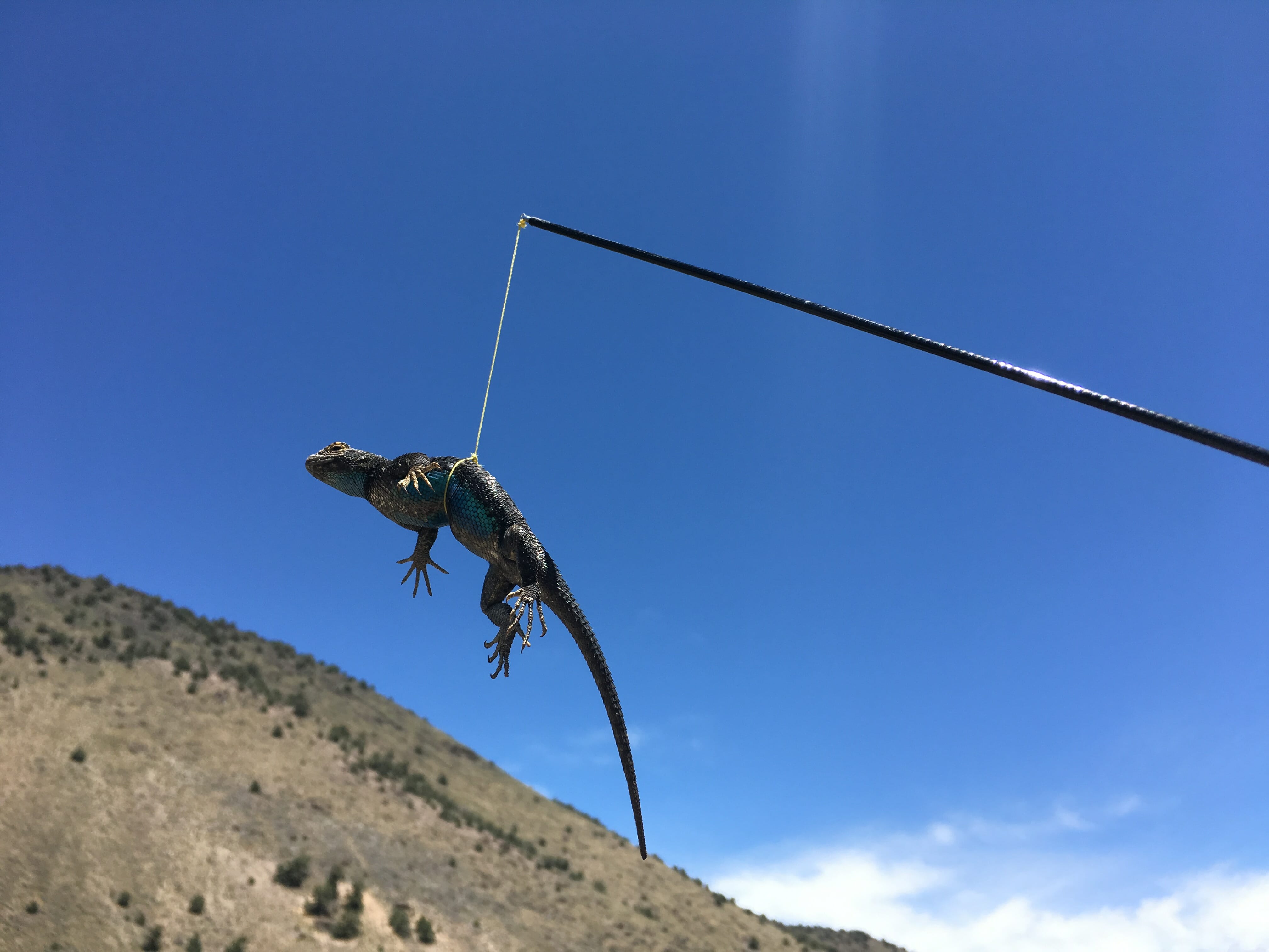 Western Fence Lizard, Nature Collective