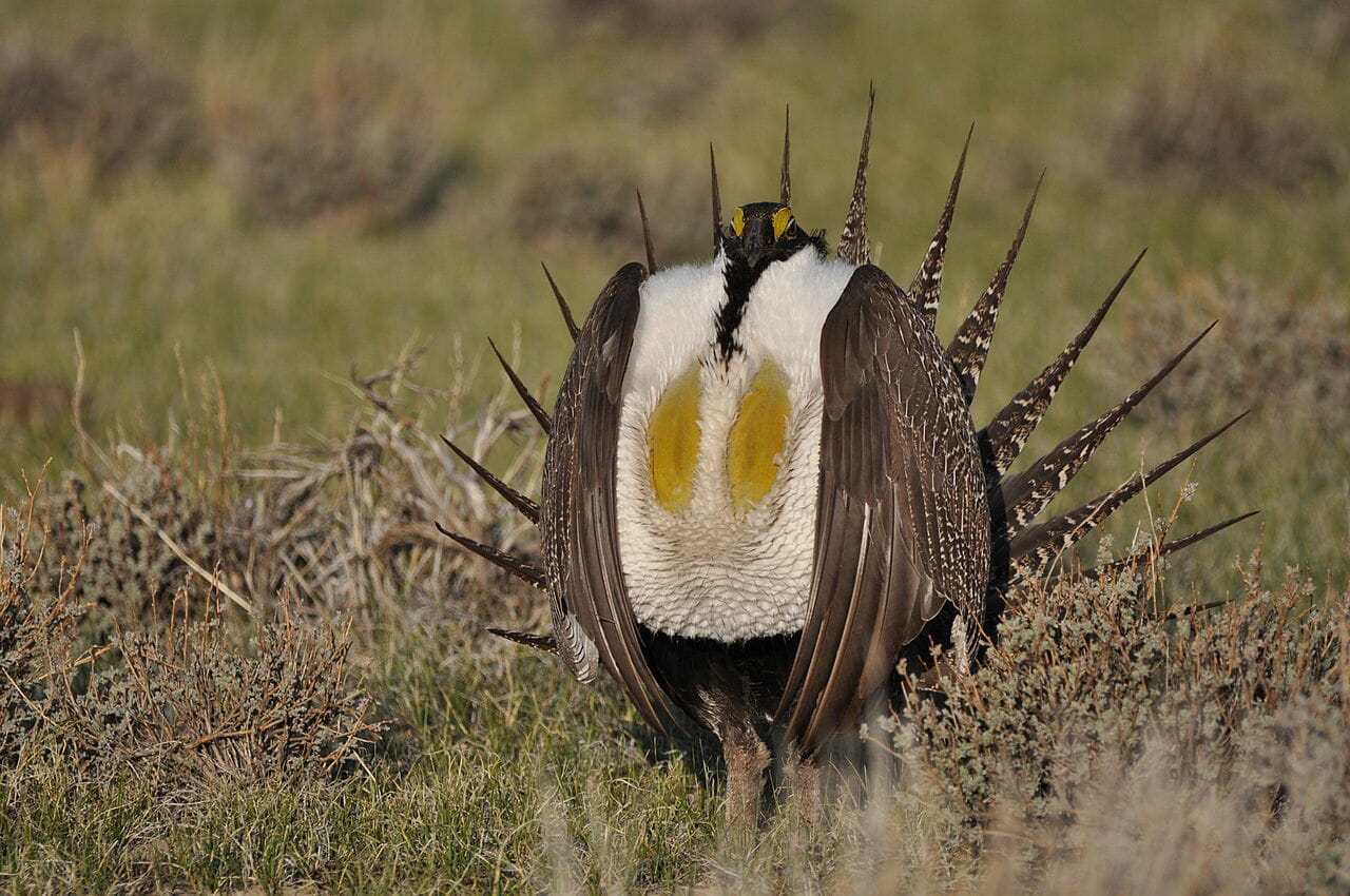 Interior releases amendment to Nevada sagegrouse plan, drawing