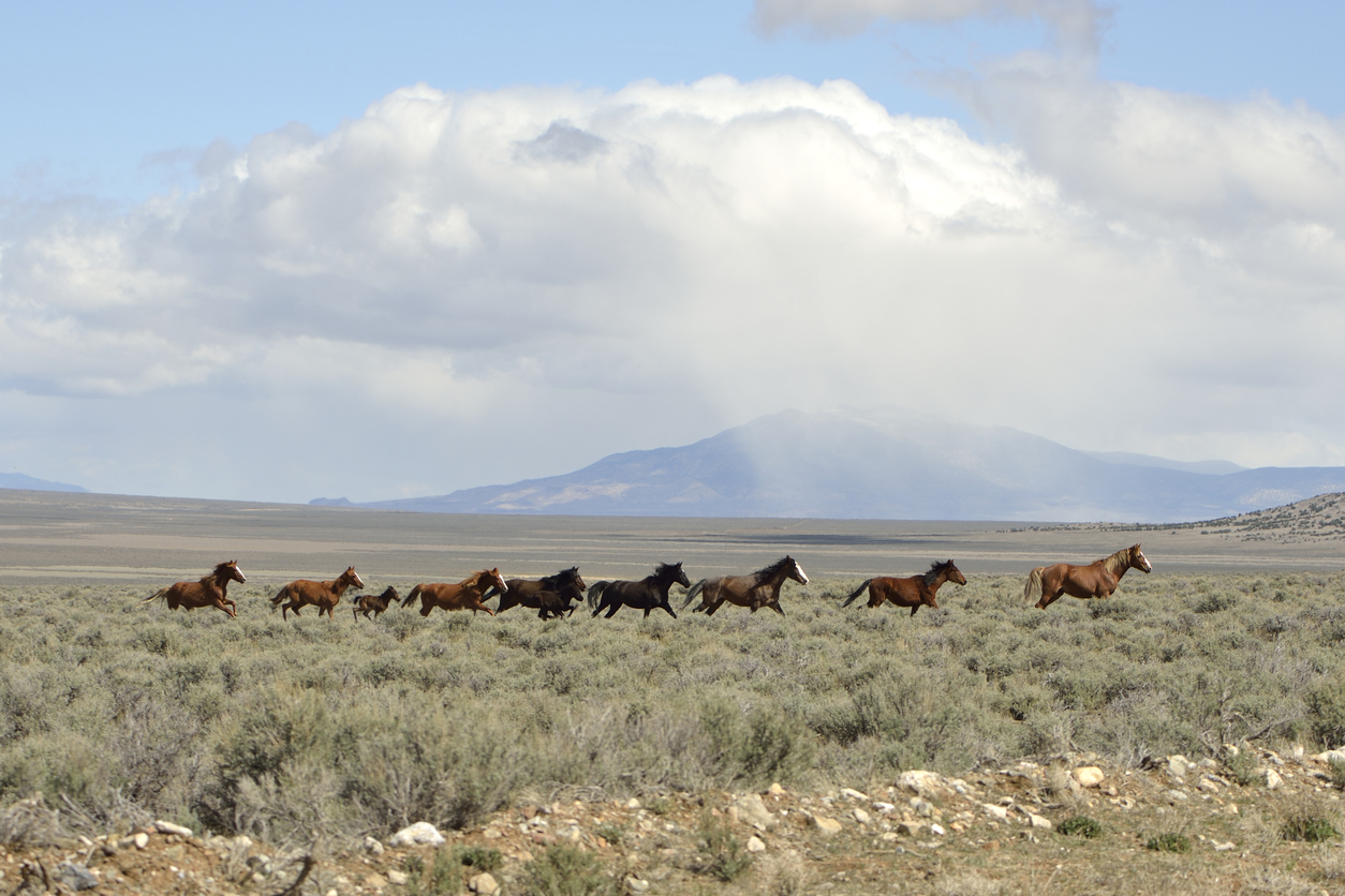 wild horses mustang herd