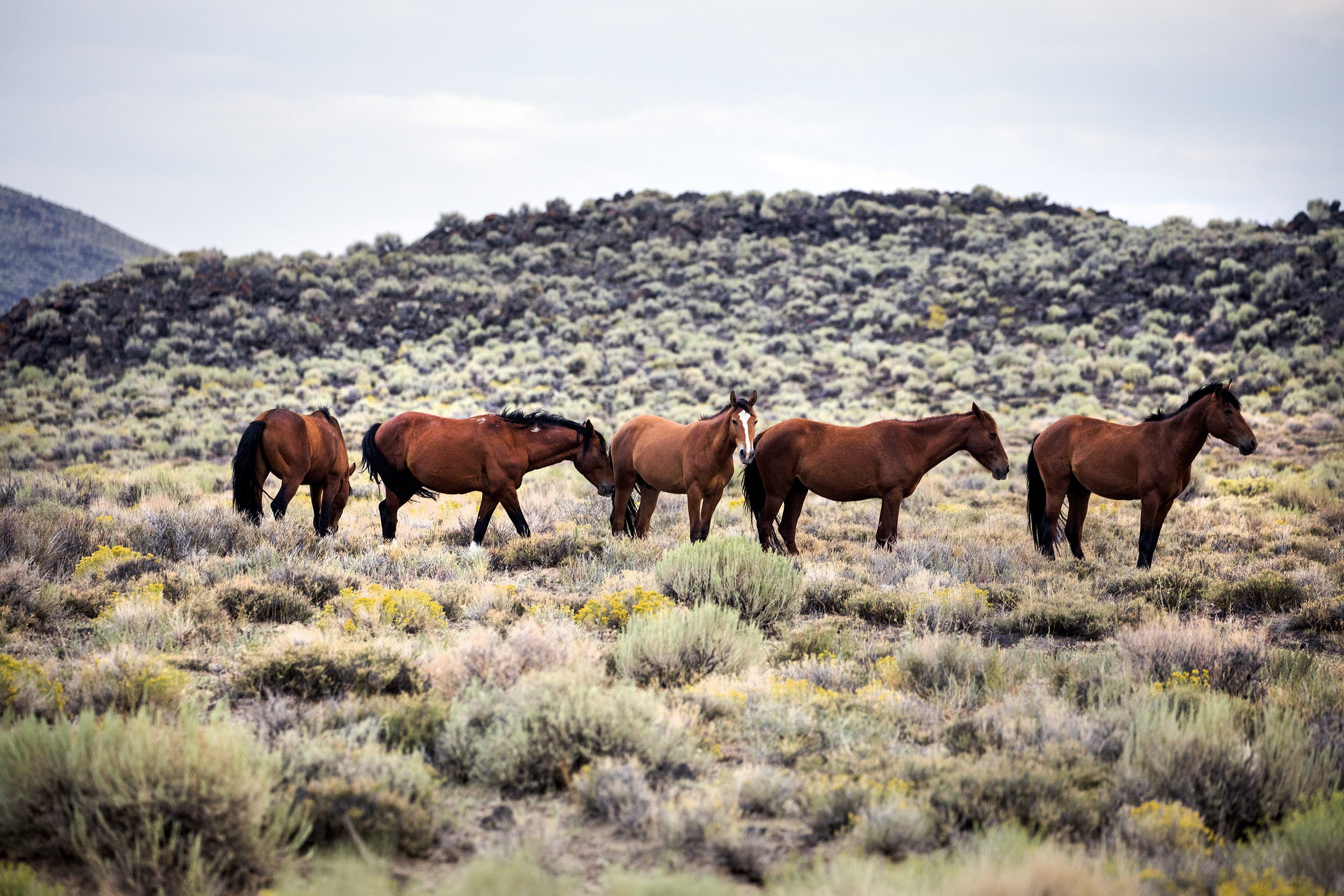 Wild Horse`s Valley © – Freedom for horses