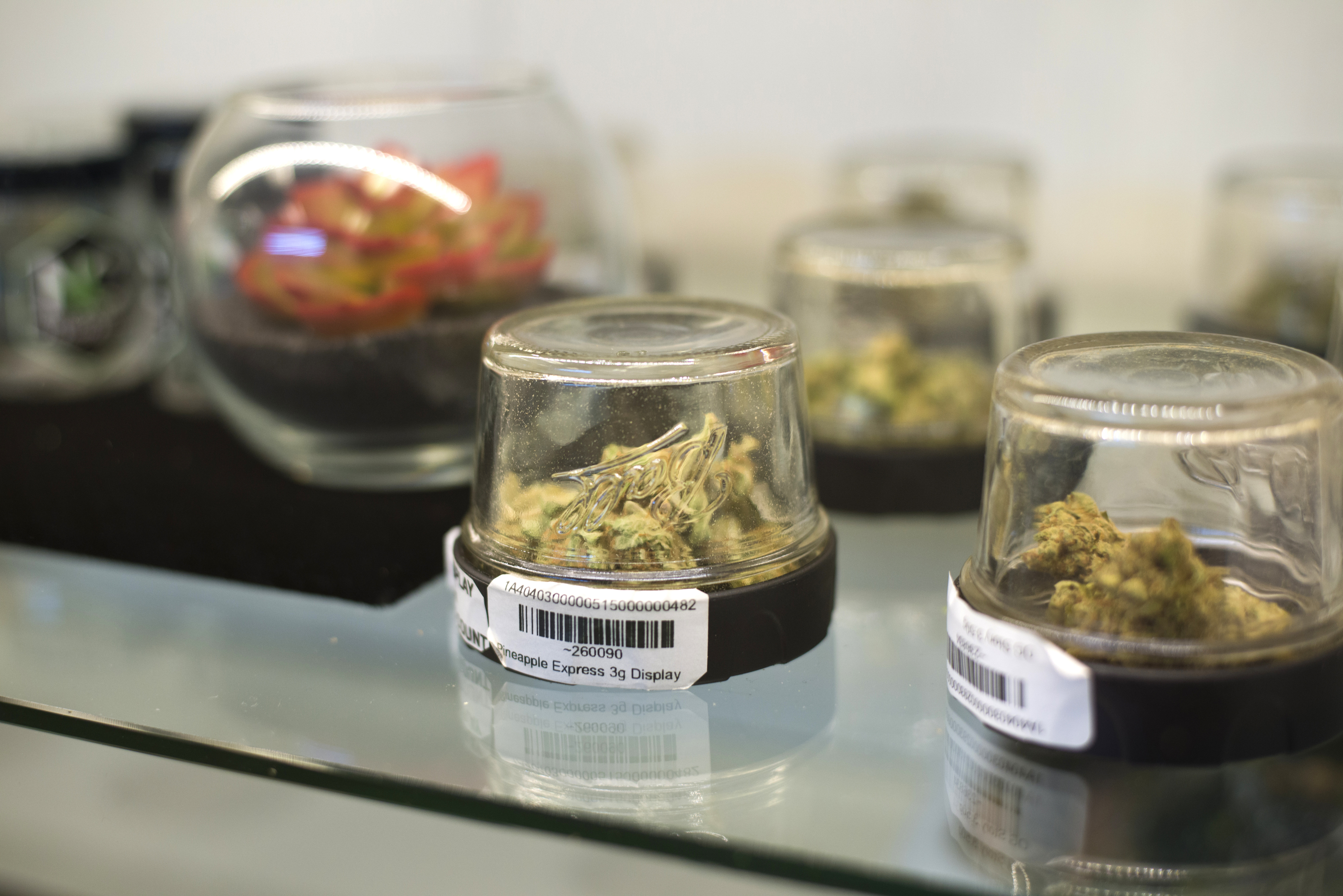 Marijuana displayed inside Inyo Fine Cannabis Dispensary