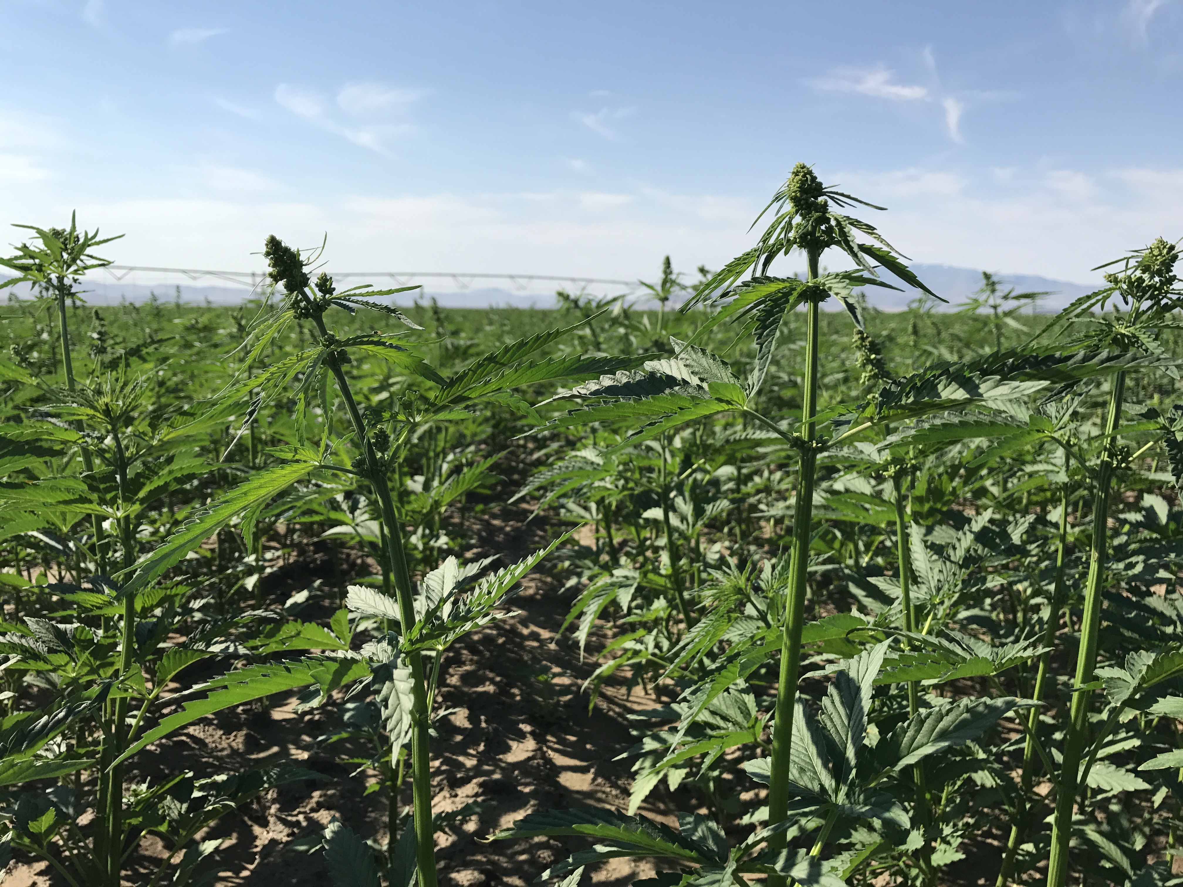 Sheet Wild Hemp On Hand With A Leather Strap From The Watch The  Characteristic Pointed Green Leaf Just Picked In The Field Stock Photo -  Download Image Now - iStock