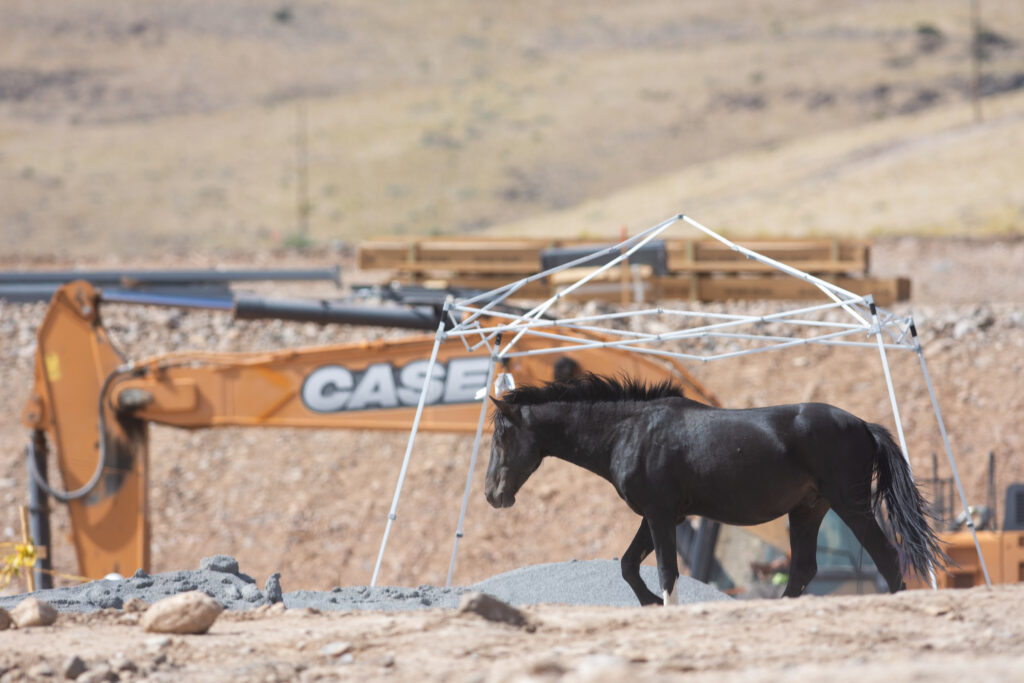 Horses at Tahoe Reno Industrial Center