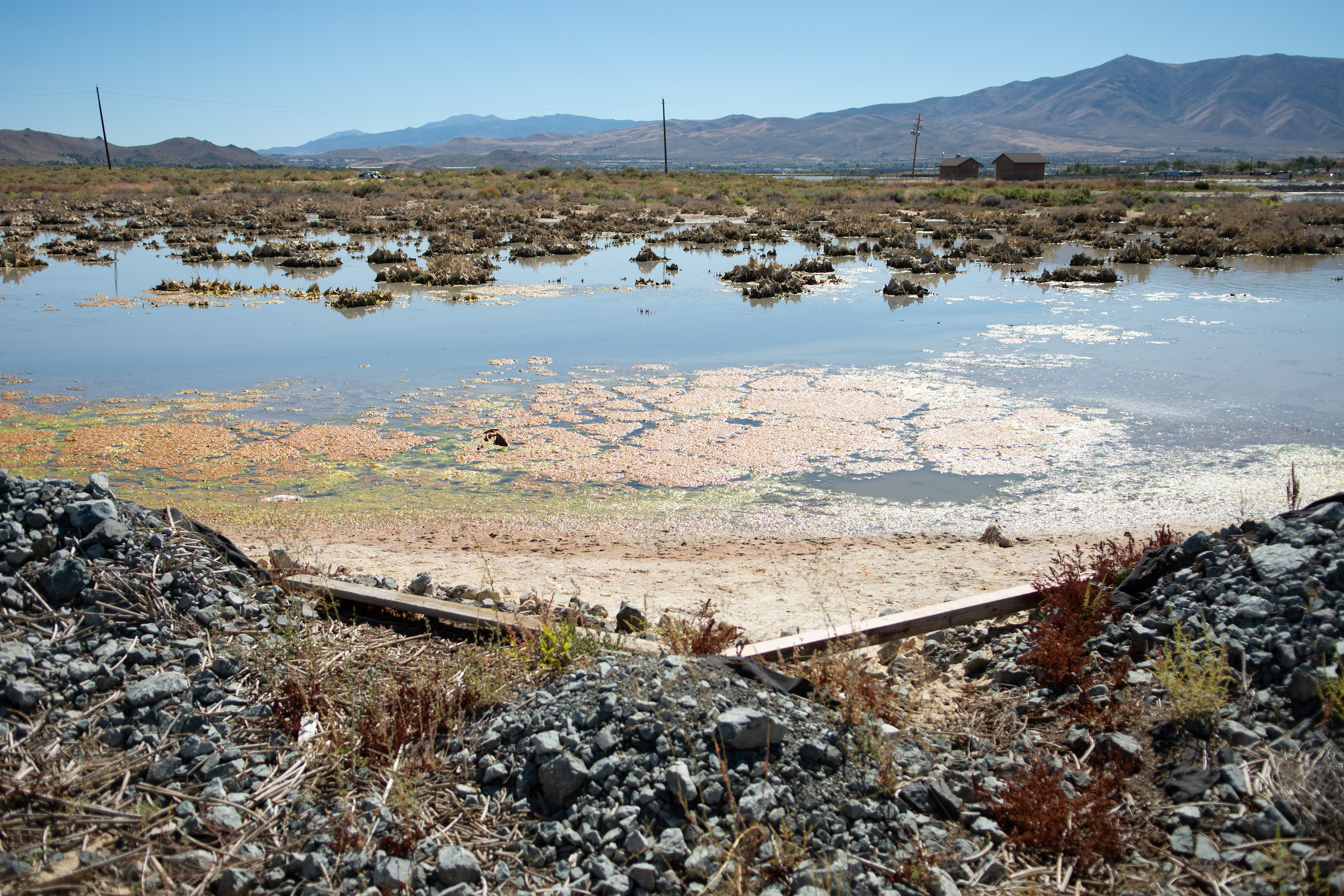 Swan Lake in Lemmon Valley