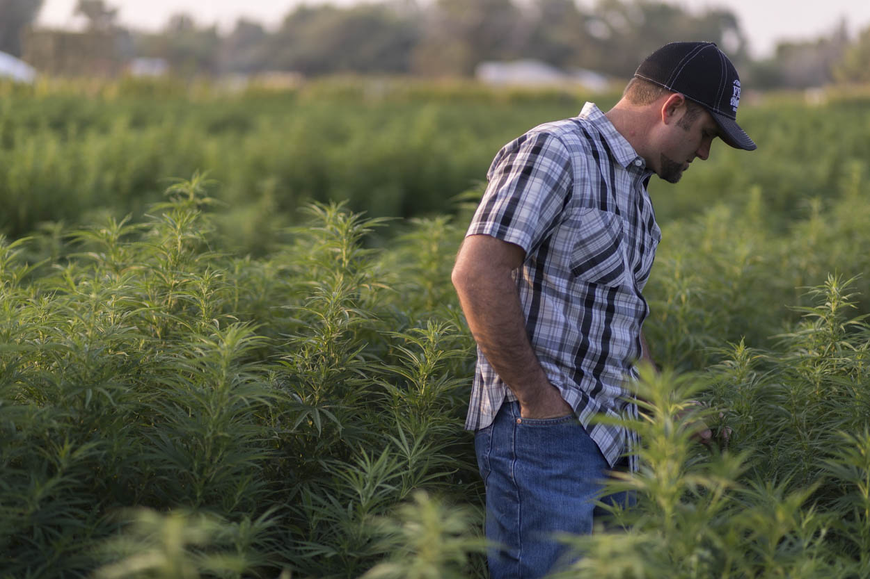 A man in a plaid shirt and blue baseball cap standing in a field of hemp