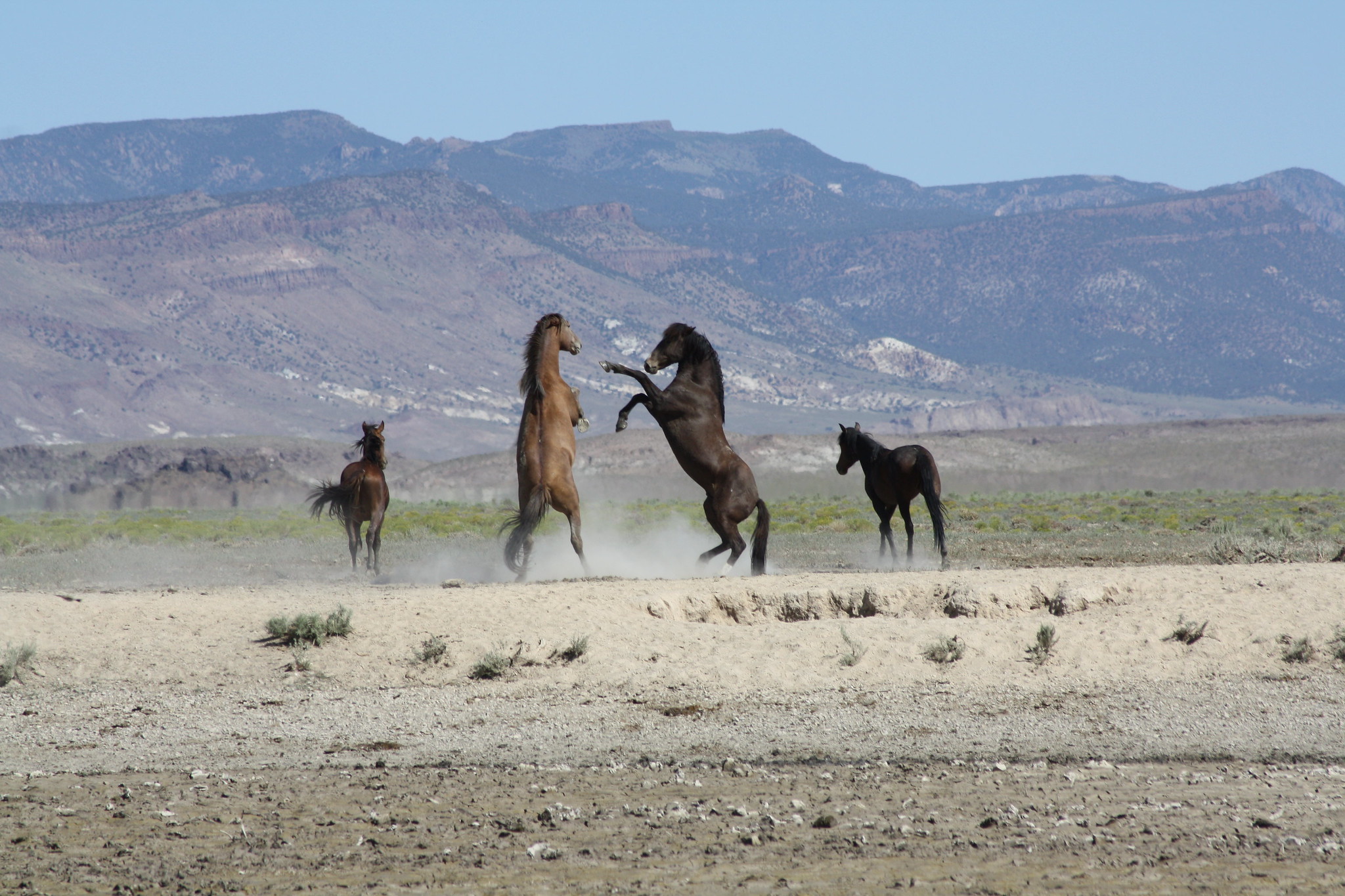 Wild horses on federal public land