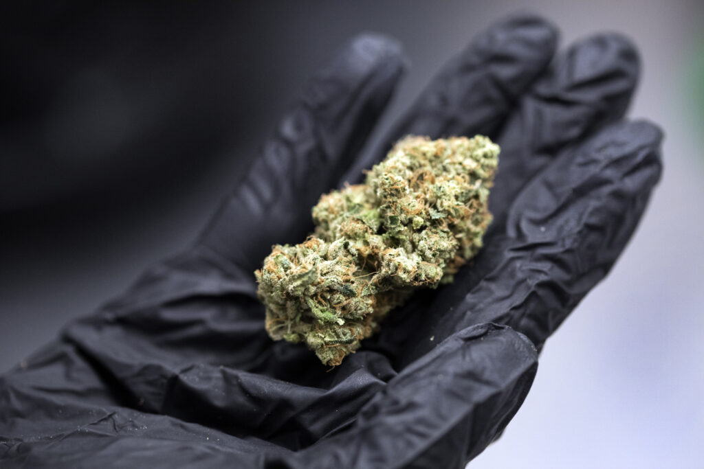 A cannabis bud in a gloved hand