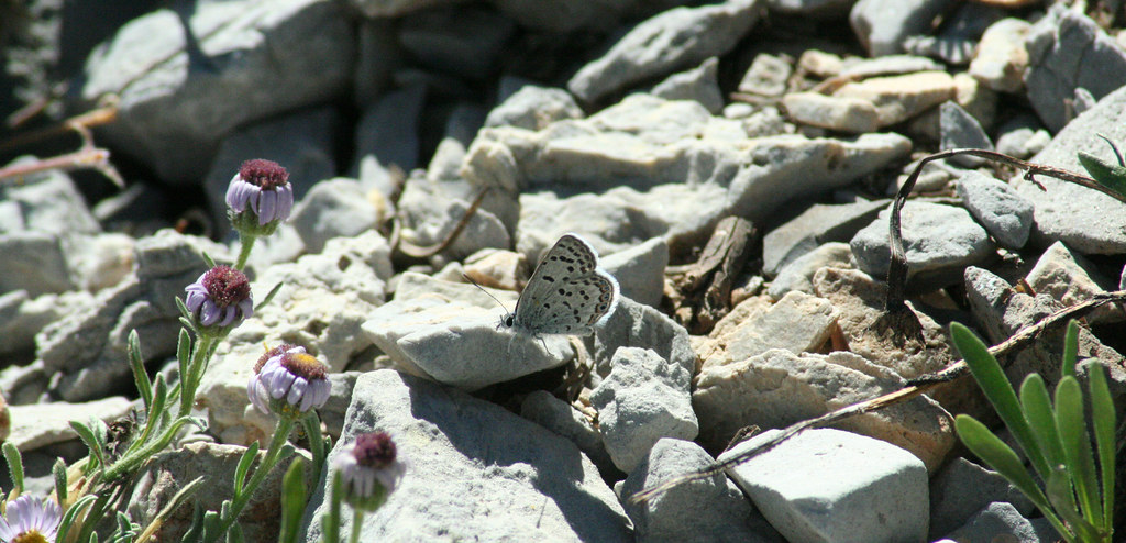 Mt. Charleston Blue butterfly photographed on August 4, 2010.